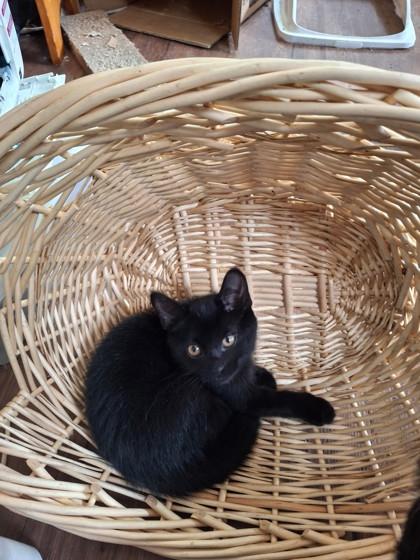 Enlarge Wynkin, a Adoptable mixed breed in Cecil, WI image 2/2