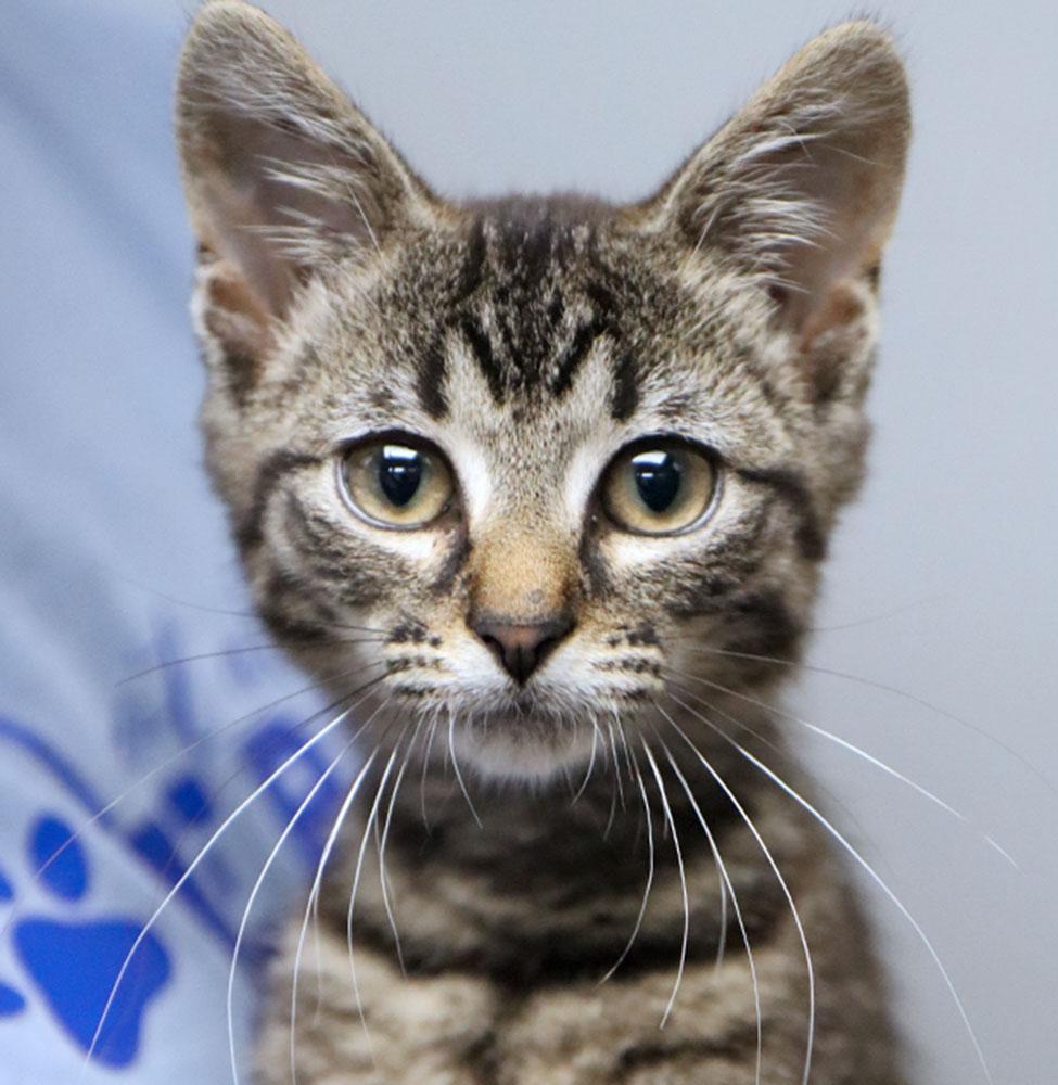 TIm (AO36926), adopted, Kitten Male Domestic Short Hair.