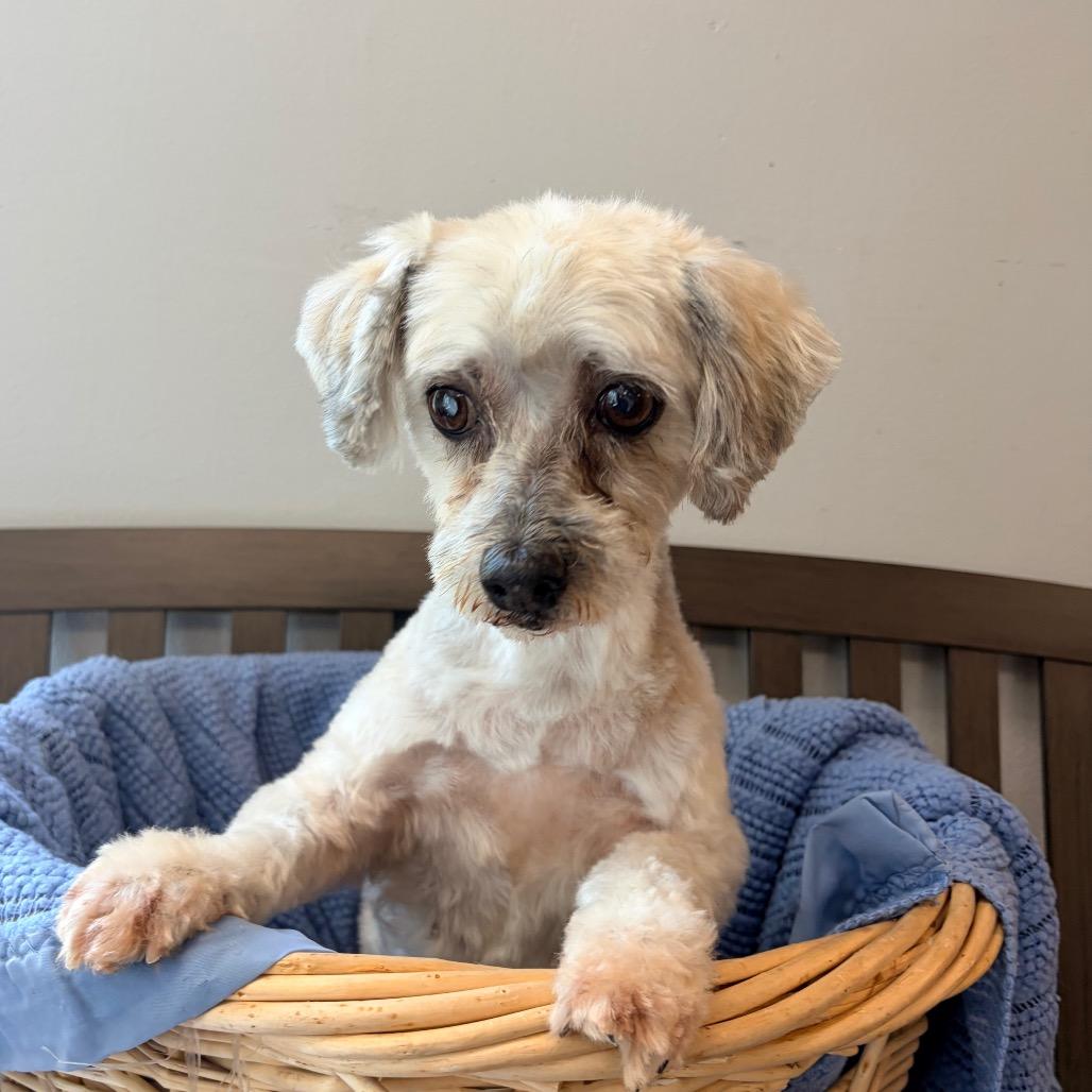 Enlarge Myrtle, a Adoptable Shih Tzu in Belleville, IL image 1/1