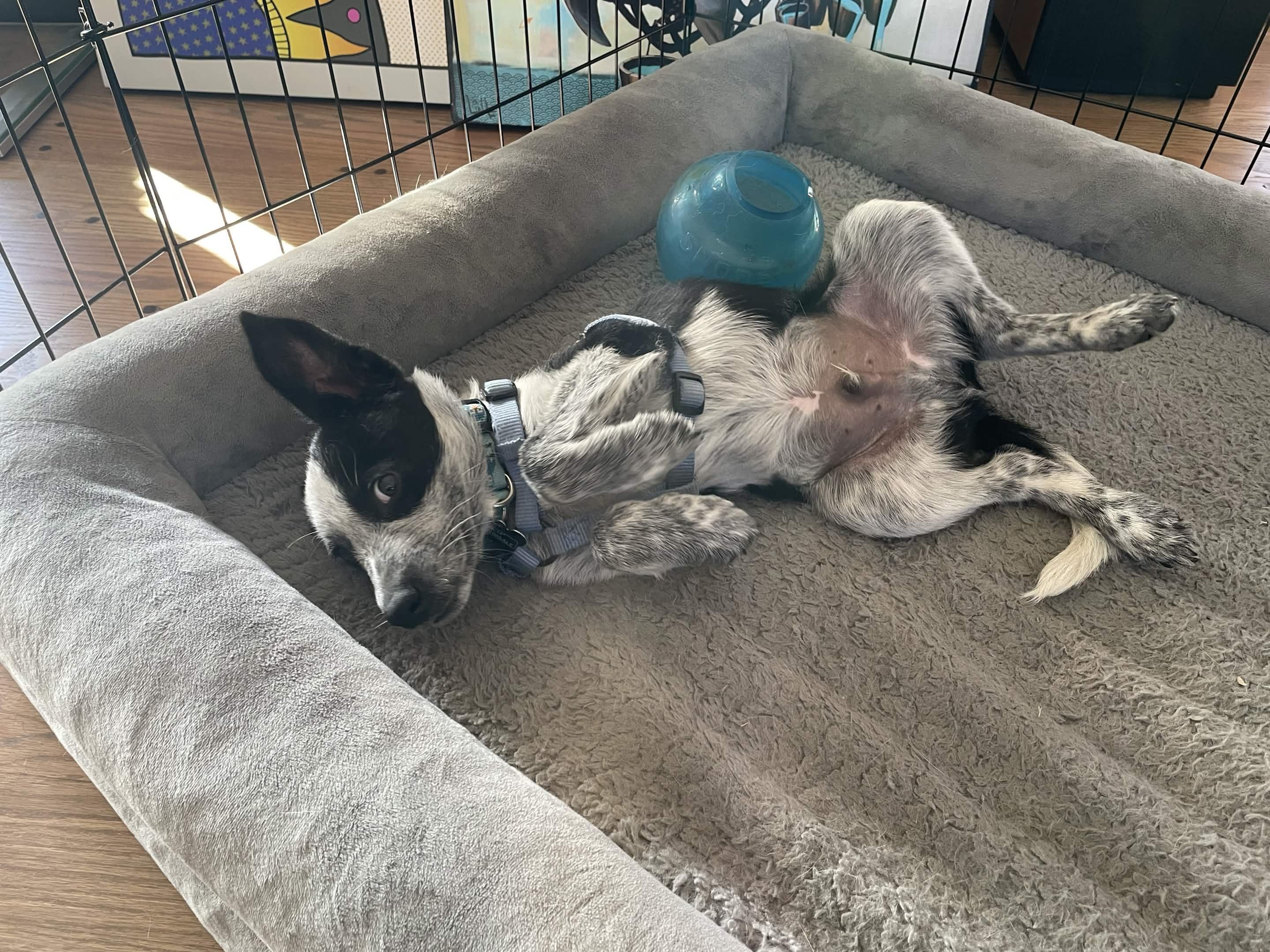 Enlarge Dawdy - Adoption Pending, an adopted mixed breed in Portland, OR image 2/5