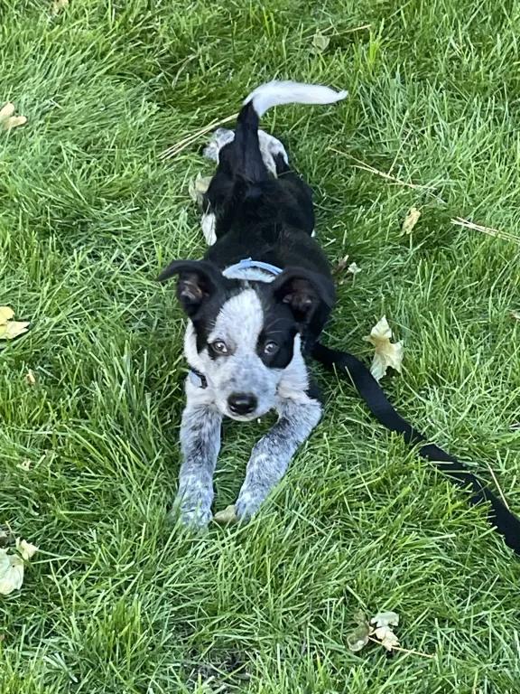 Enlarge Dawdy - Adoption Pending, an adopted mixed breed in Portland, OR image 4/5