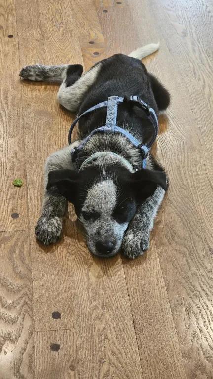 Enlarge Dawdy - Adoption Pending, an adopted mixed breed in Portland, OR image 3/5