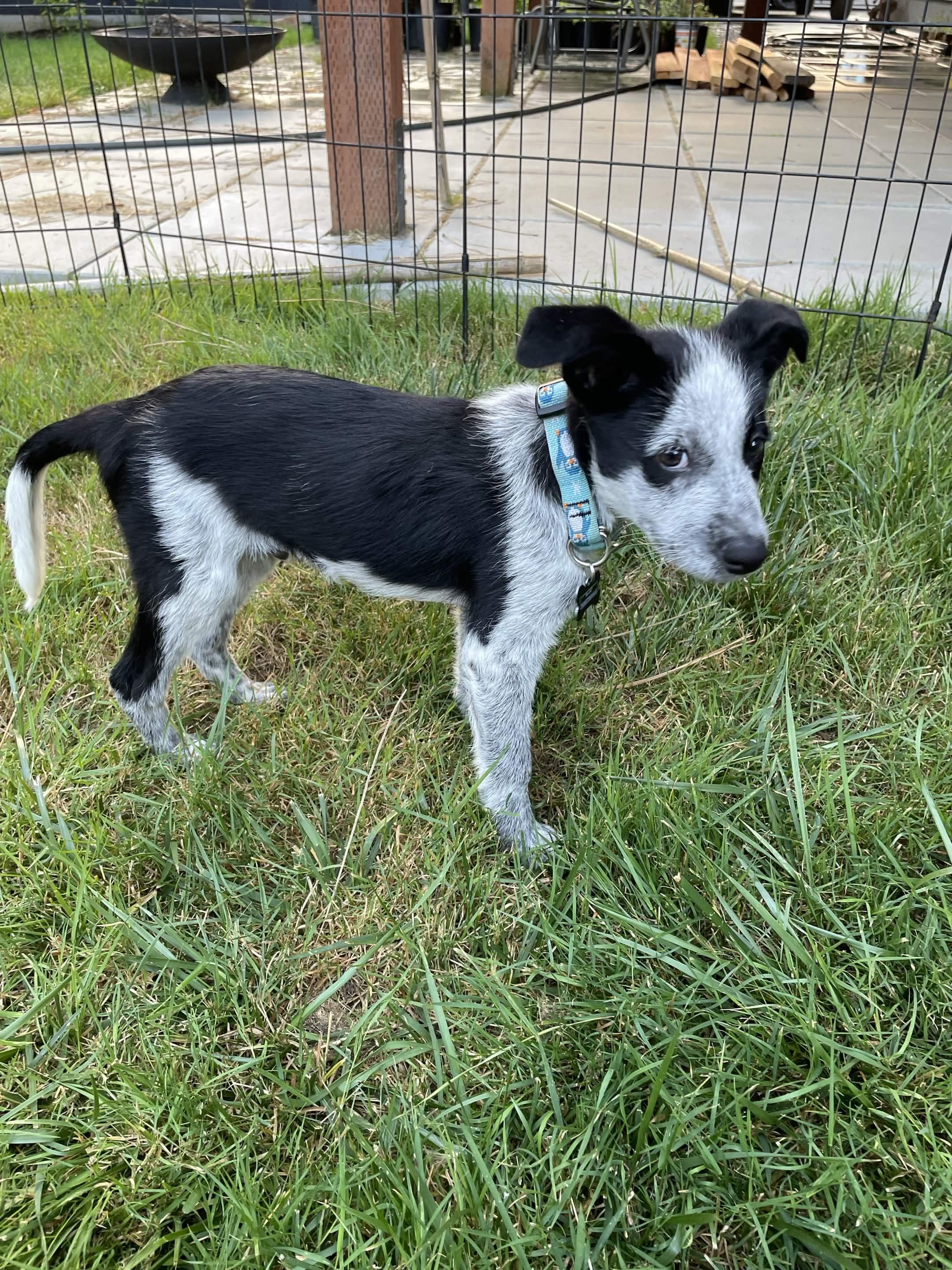 Enlarge Dawdy - Adoption Pending, an adopted mixed breed in Portland, OR image 1/5