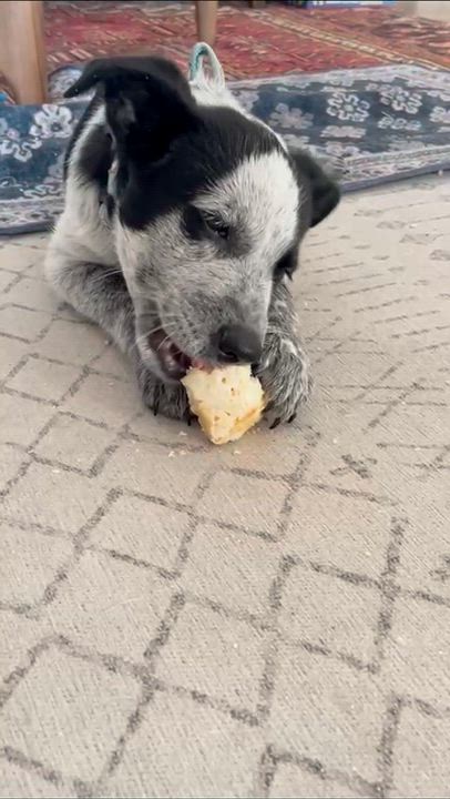 Enlarge Dawdy - Adoption Pending, an adopted mixed breed in Portland, OR video 5/5