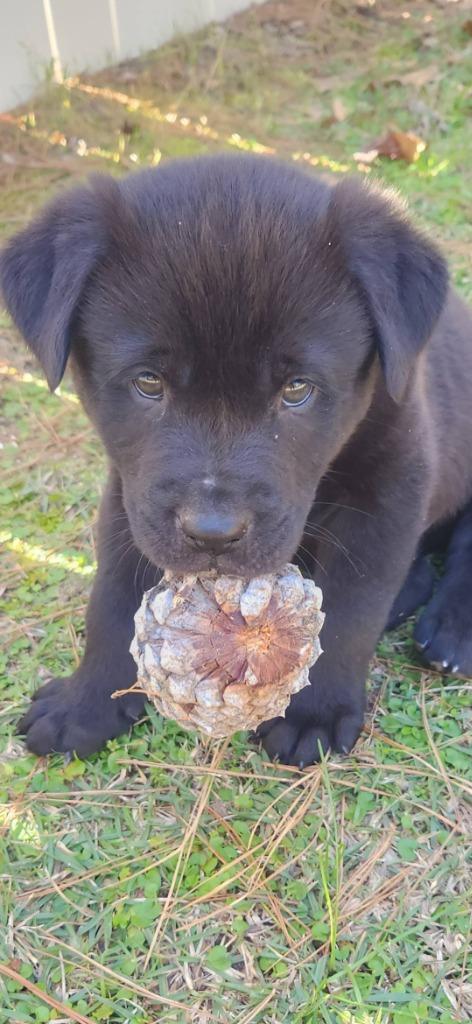 Enlarge Bellwether, a ADOPTABLE mixed breed in Tylertown, MS image 1/1