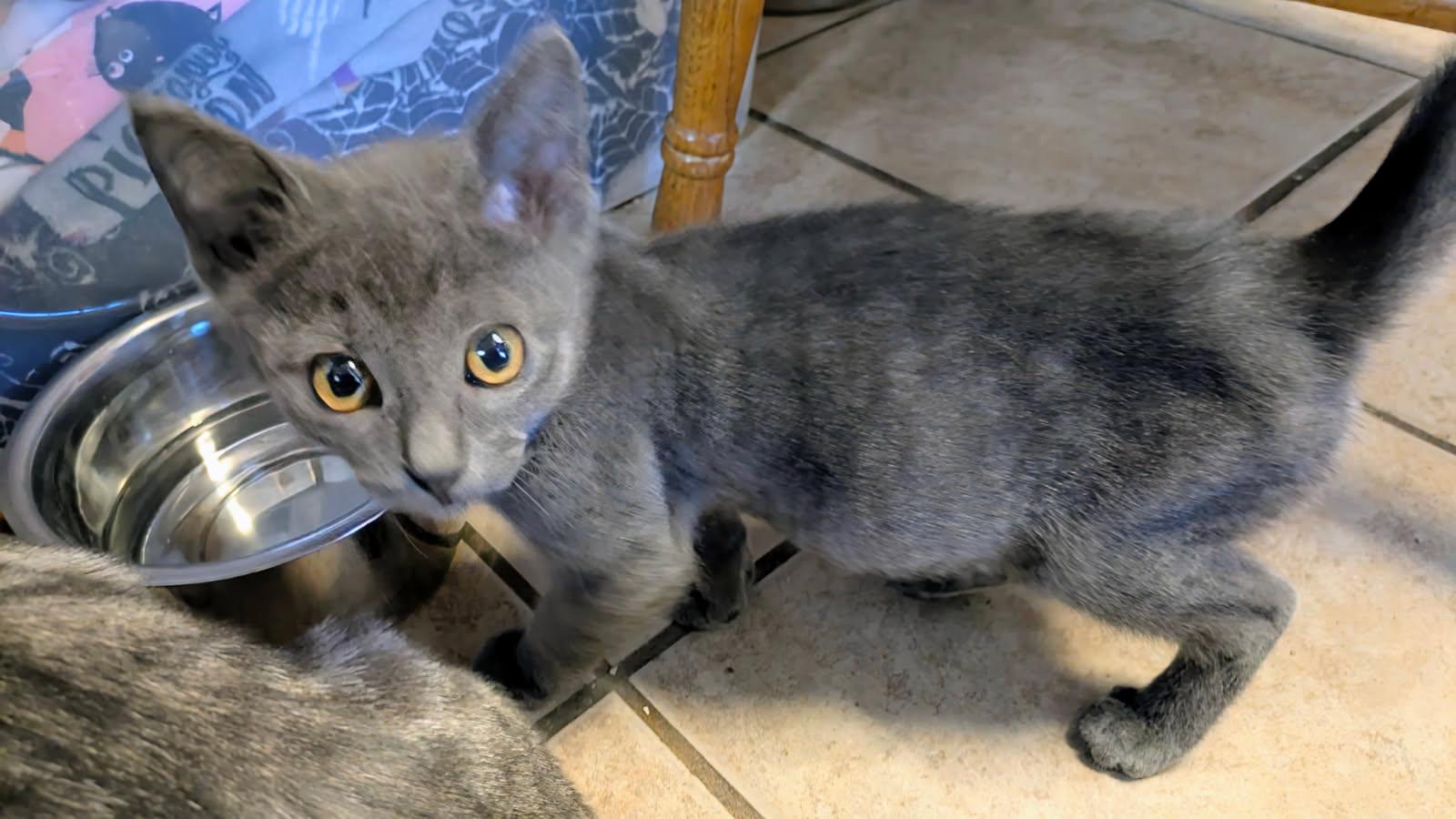 Pico, ADOPTABLE, Kitten Female Domestic Short Hair.