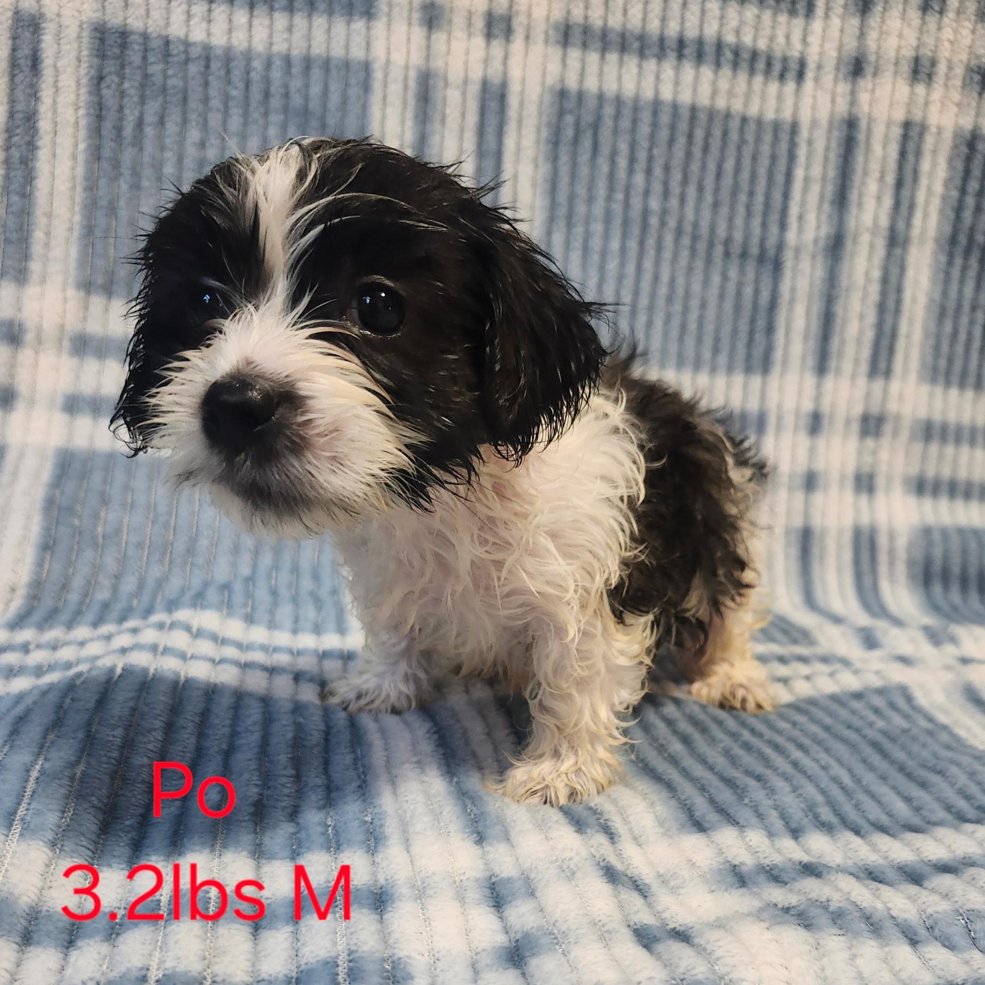 Enlarge Po, an adopted mixed breed in Joppa, AL image 1/1