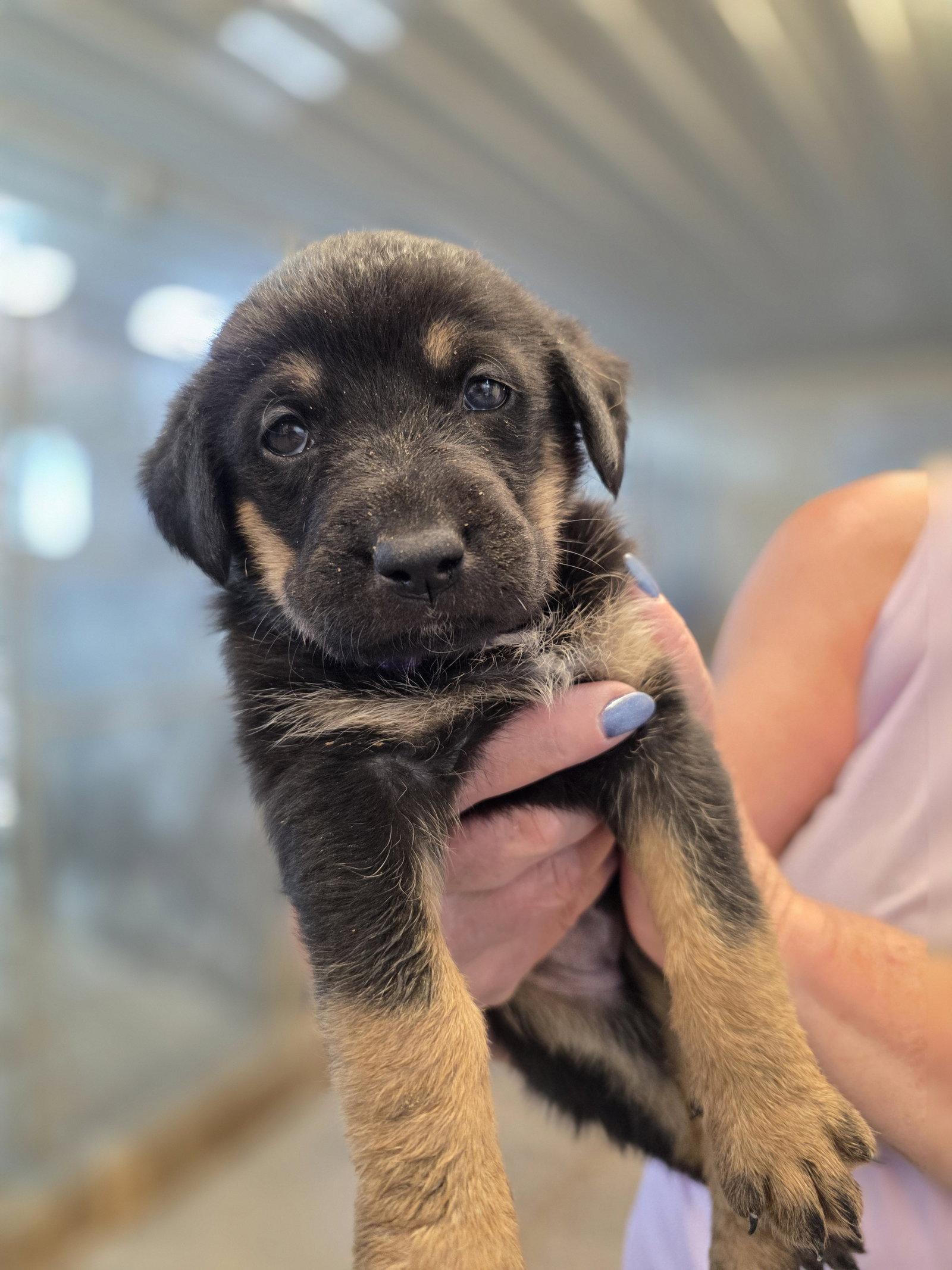 Tortellini, Adoptable, Puppy Female German Shepherd Dog.