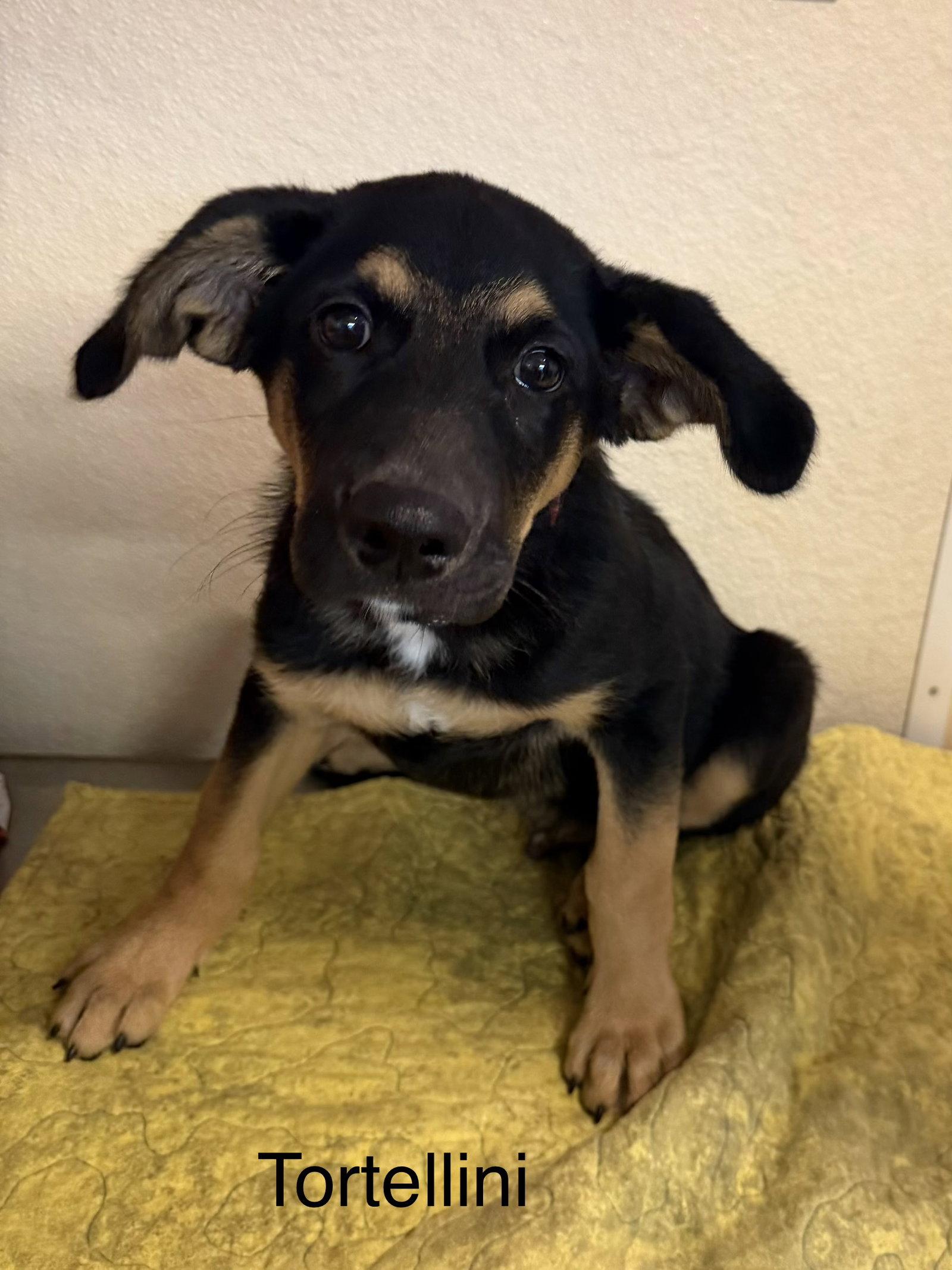 Enlarge Tortellini, a Adoptable German Shepherd Dog in Monte Vista, CO image 2/3