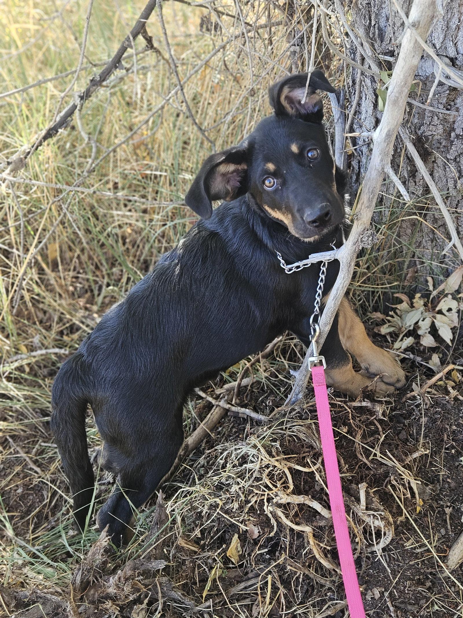Enlarge Tortellini, a Adoptable German Shepherd Dog in Monte Vista, CO image 3/3