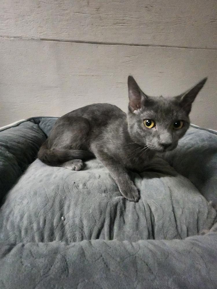 SULLIVAN, Adoptable, Young Male Domestic Short Hair.