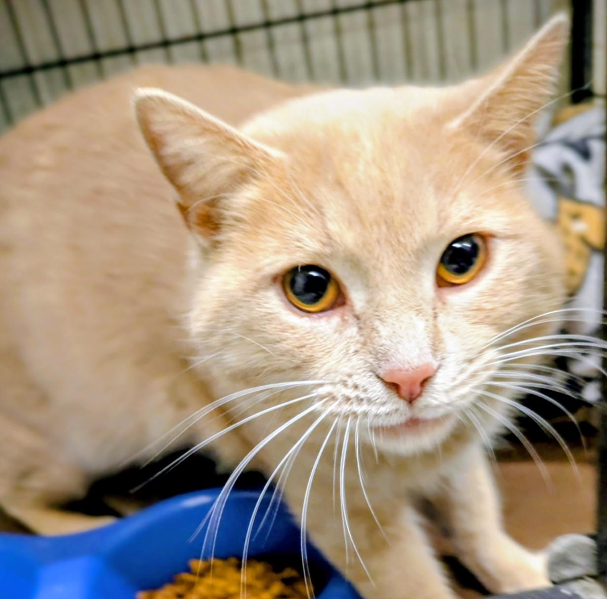 Sunny, ADOPTABLE, Adult Male Domestic Short Hair.