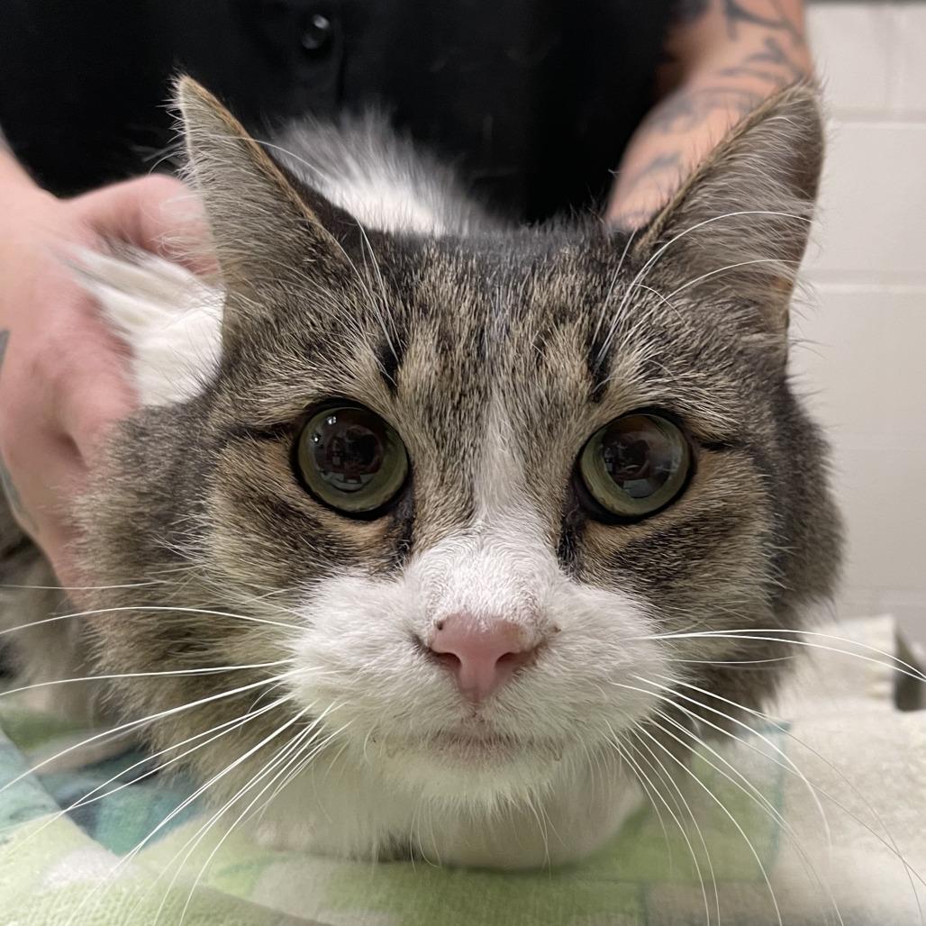 Fizzy, Adoptable, Senior Female Domestic Long Hair.