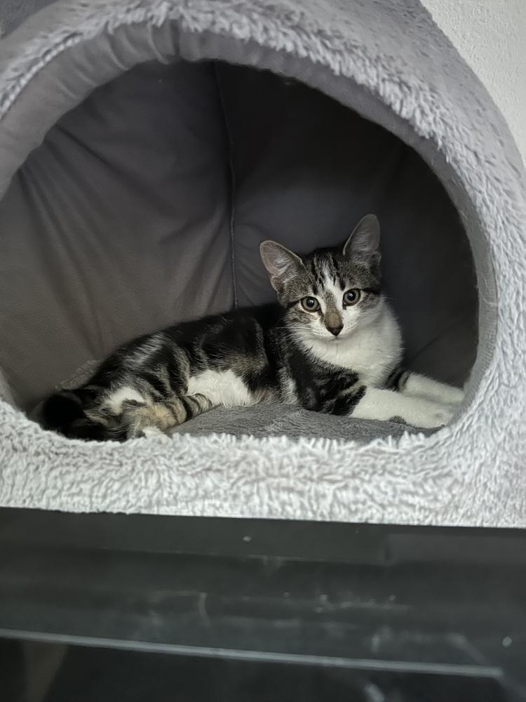 Chico