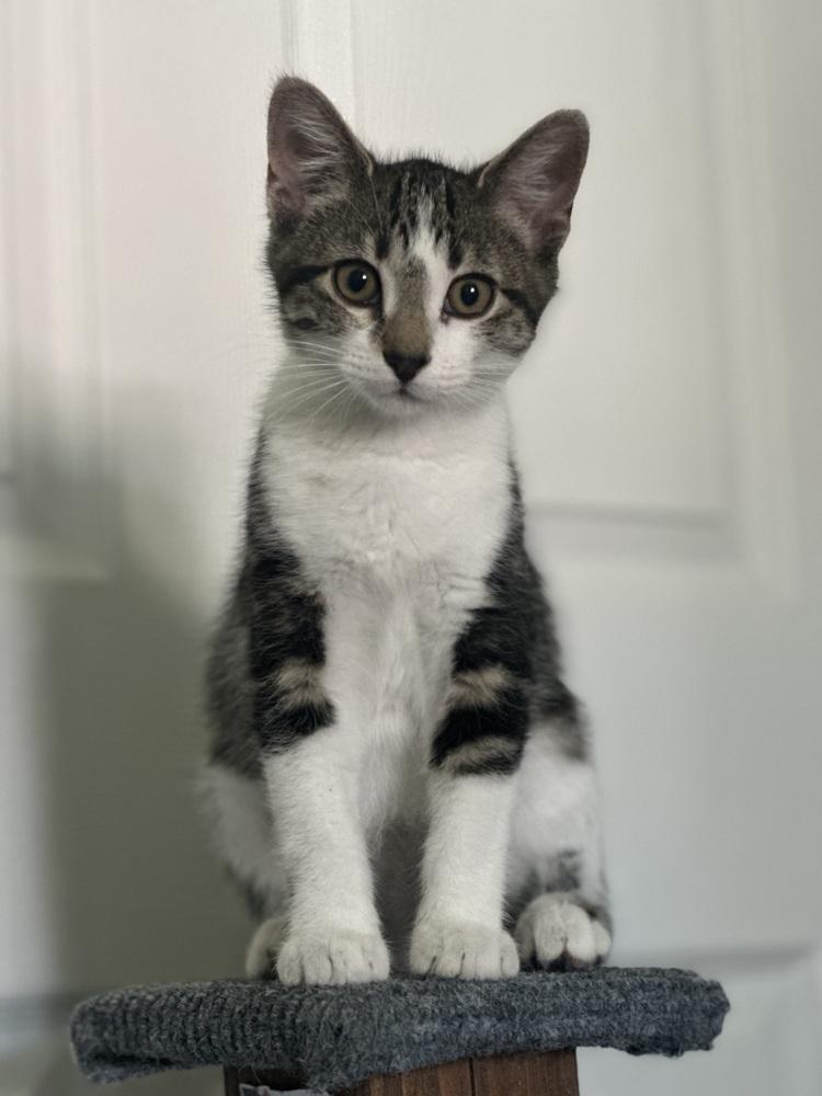 Chico