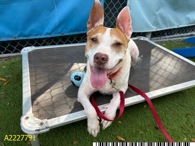 Enlarge PATCH, a Adoptable mixed breed in West Palm Beach, FL image 1/1