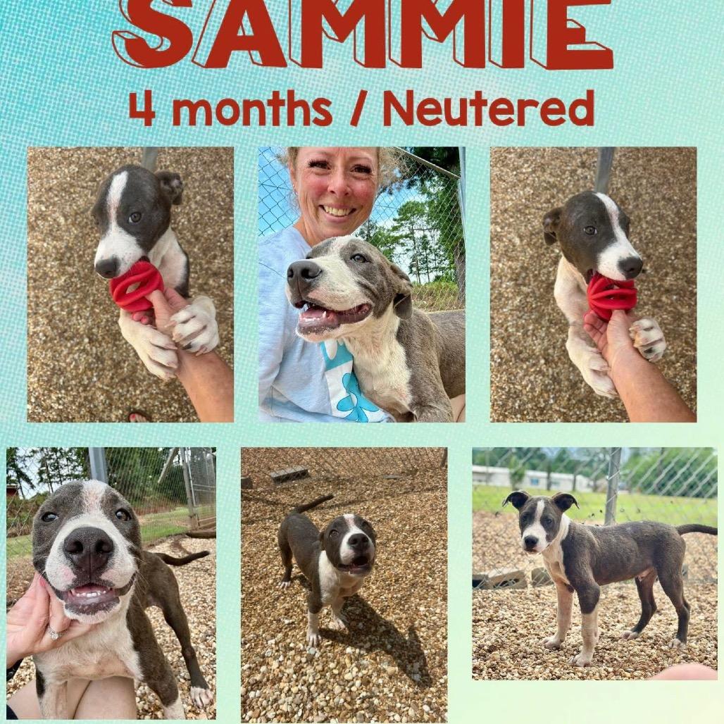 Sammie, Adoptable, Young Male Pit Bull Terrier.