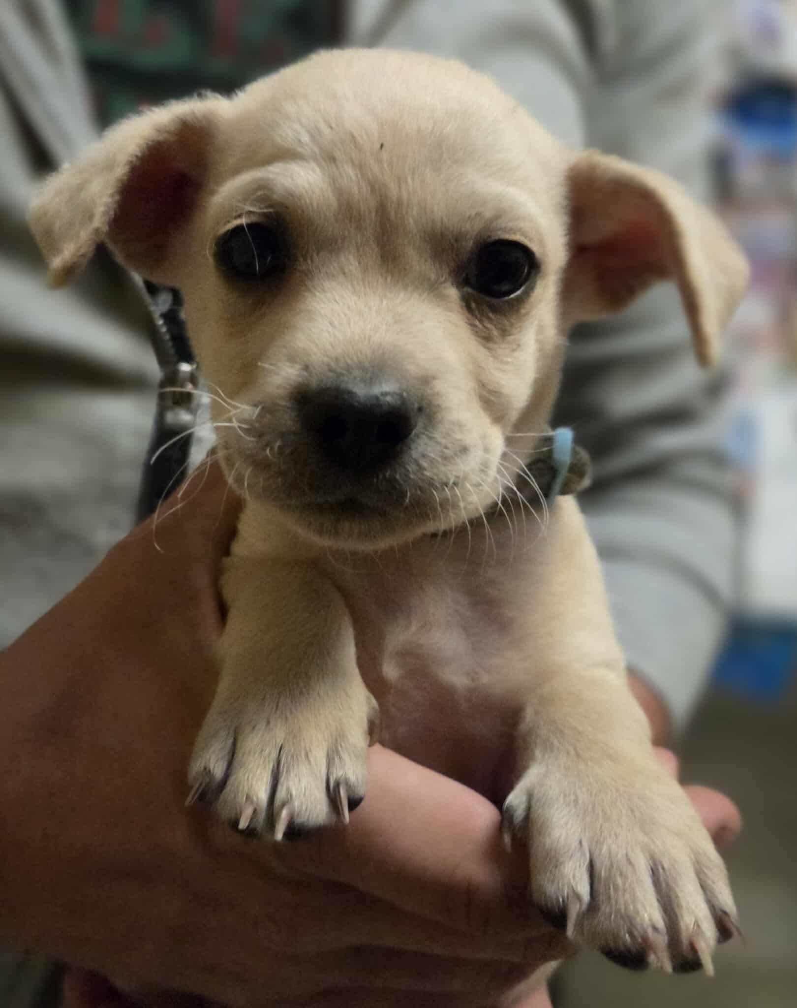Axel