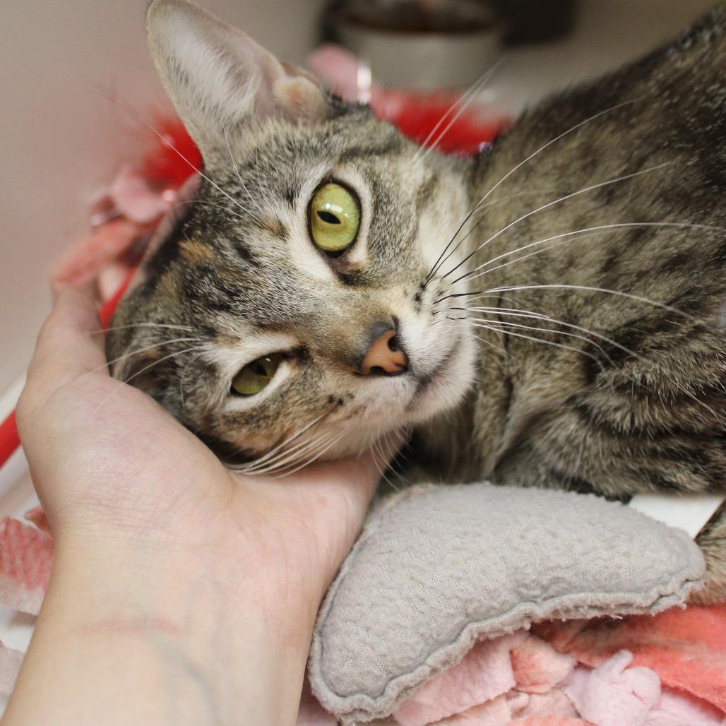 Buttercup, a Adoptable Domestic Short Hair in Champaign, IL image 1/6