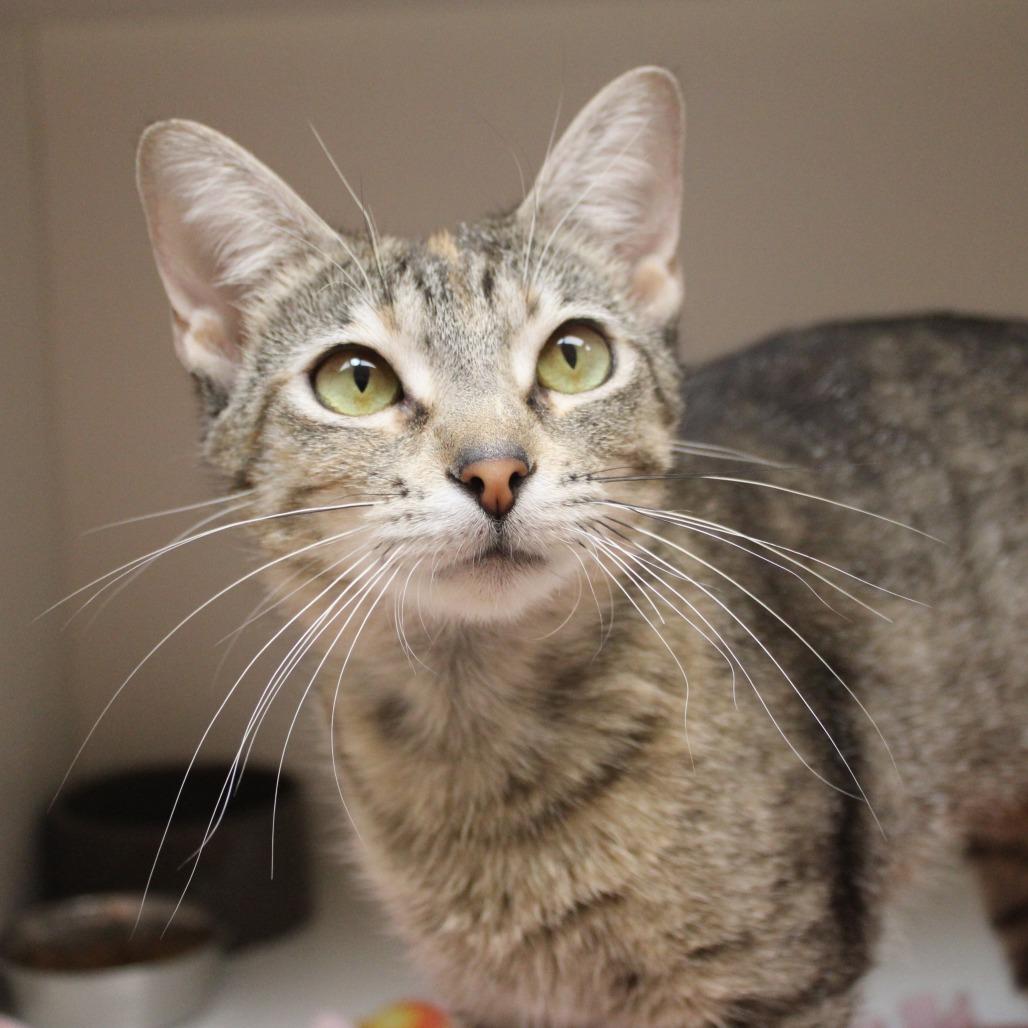 Buttercup, a Adoptable Domestic Short Hair in Champaign, IL image 2/6