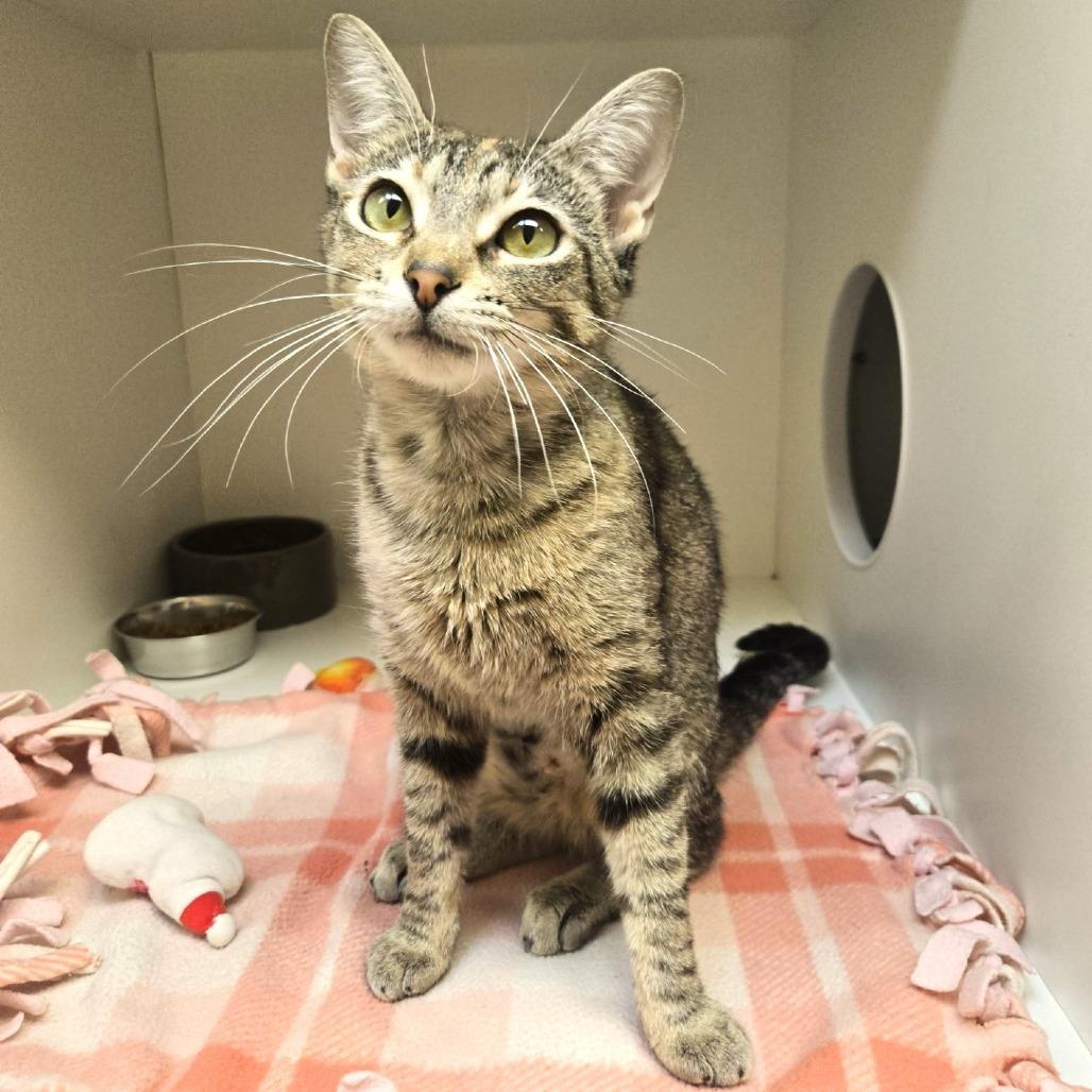 Buttercup, a Adoptable Domestic Short Hair in Champaign, IL image 3/6