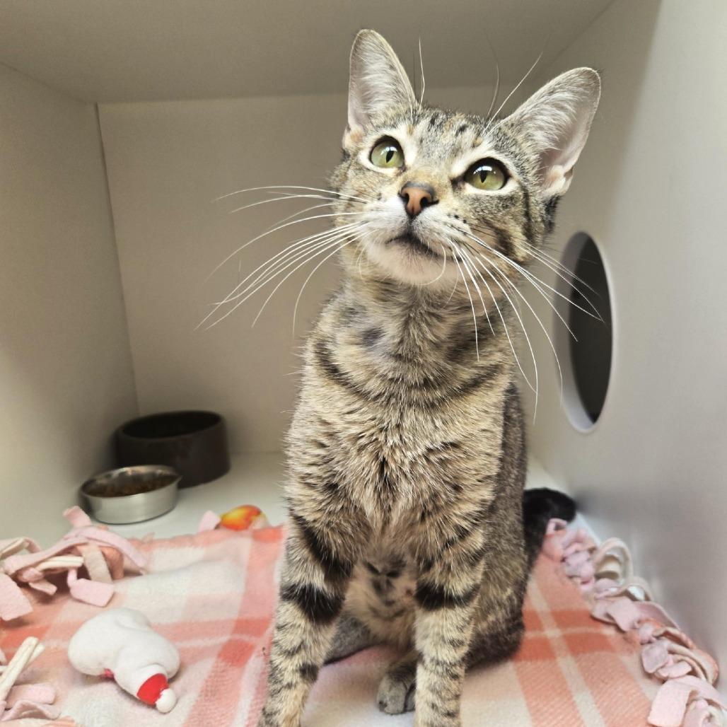 Buttercup, a Adoptable Domestic Short Hair in Champaign, IL image 4/6