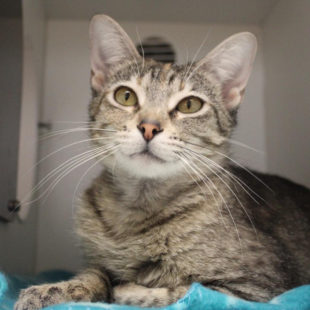 Buttercup, a Adoptable Domestic Short Hair in Champaign, IL image 5/6