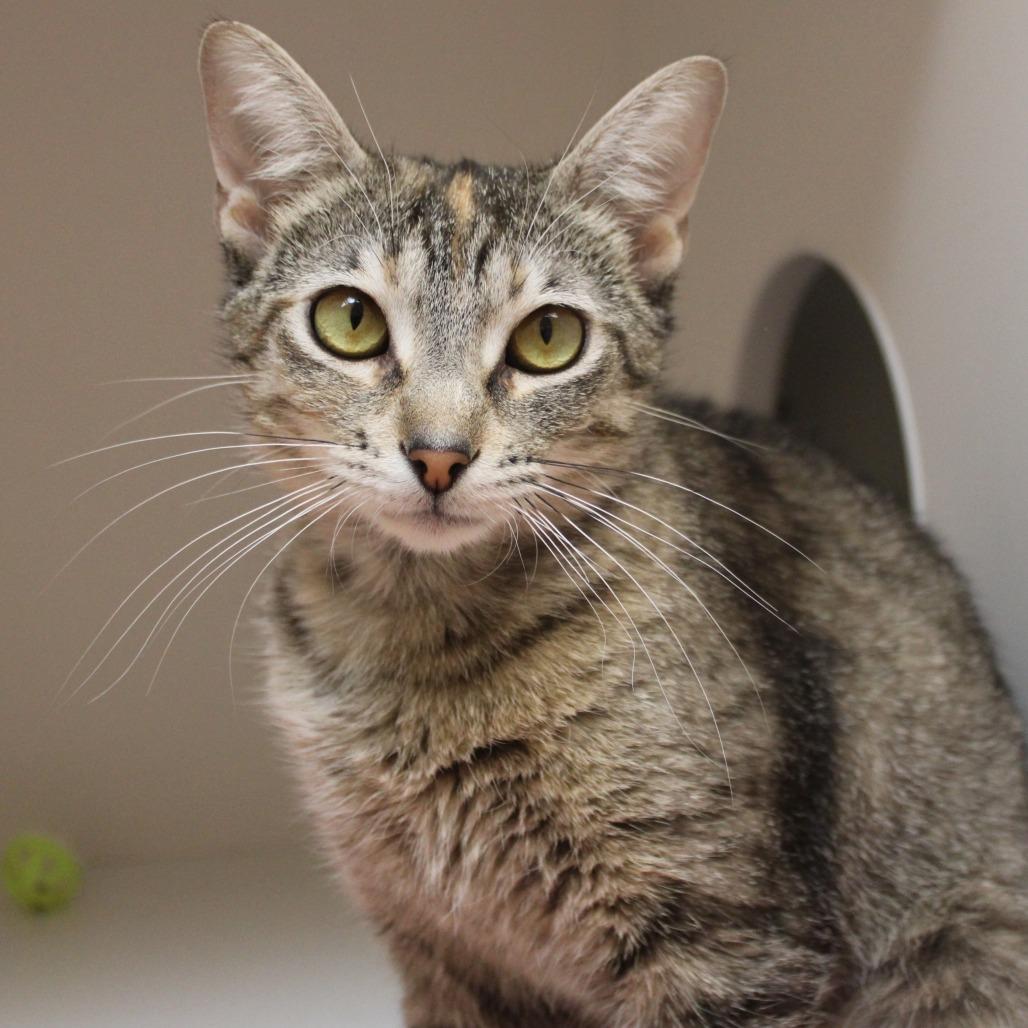 Buttercup, a Adoptable Domestic Short Hair in Champaign, IL image 6/6
