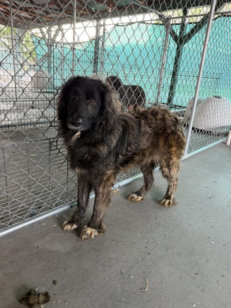 Enlarge Pippy, a Adoptable Shepherd in Salmon, ID image 1/2