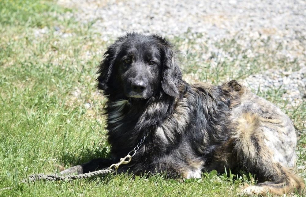 Enlarge Pippy, a Adoptable Shepherd in Salmon, ID image 2/2