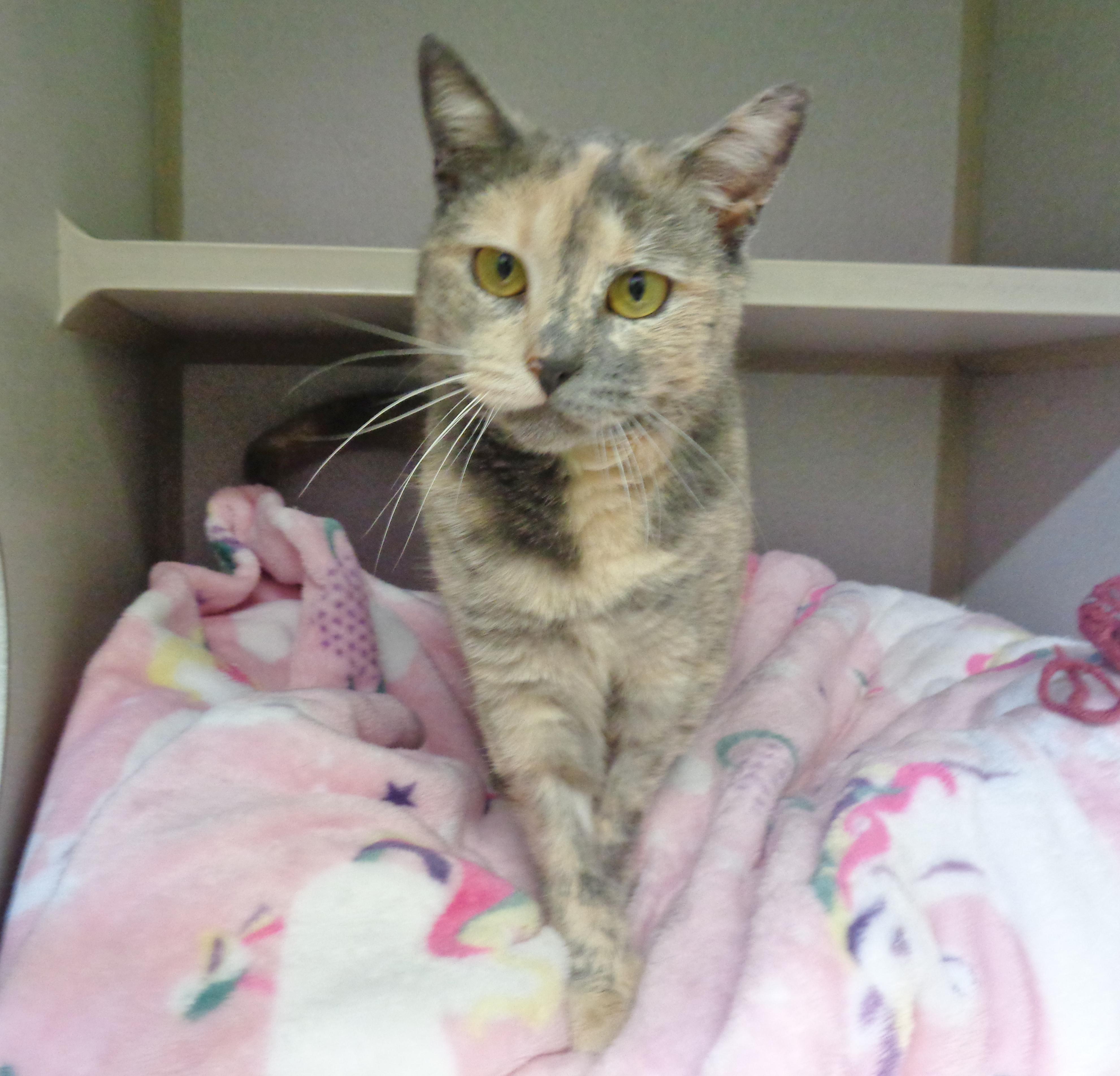 RAINBOW SPRINKLES, an adoptable Dilute Tortoiseshell in Delhi, NY image 5/6