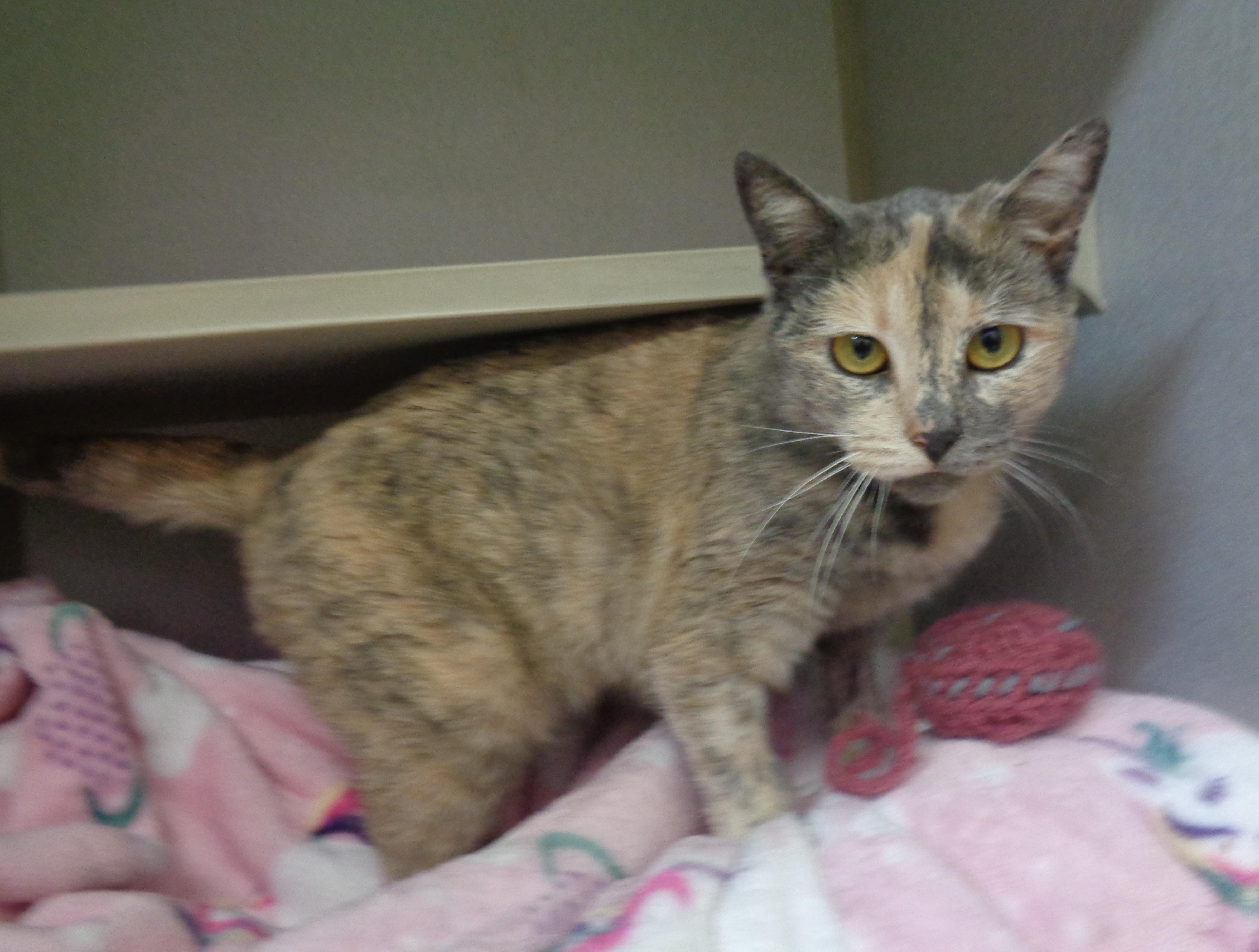 RAINBOW SPRINKLES, an adoptable Dilute Tortoiseshell in Delhi, NY image 4/6
