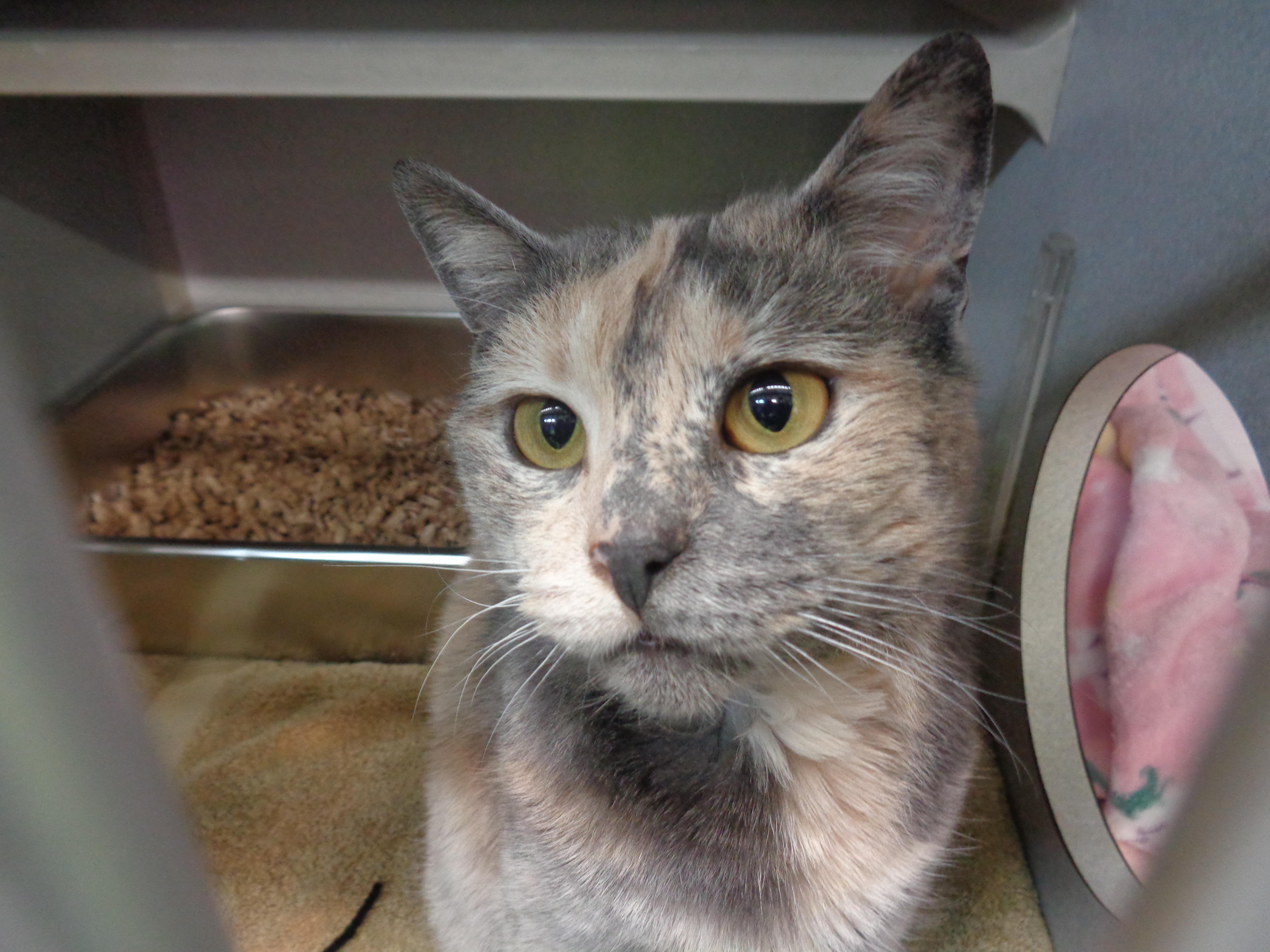 RAINBOW SPRINKLES, an adoptable Dilute Tortoiseshell in Delhi, NY image 3/6