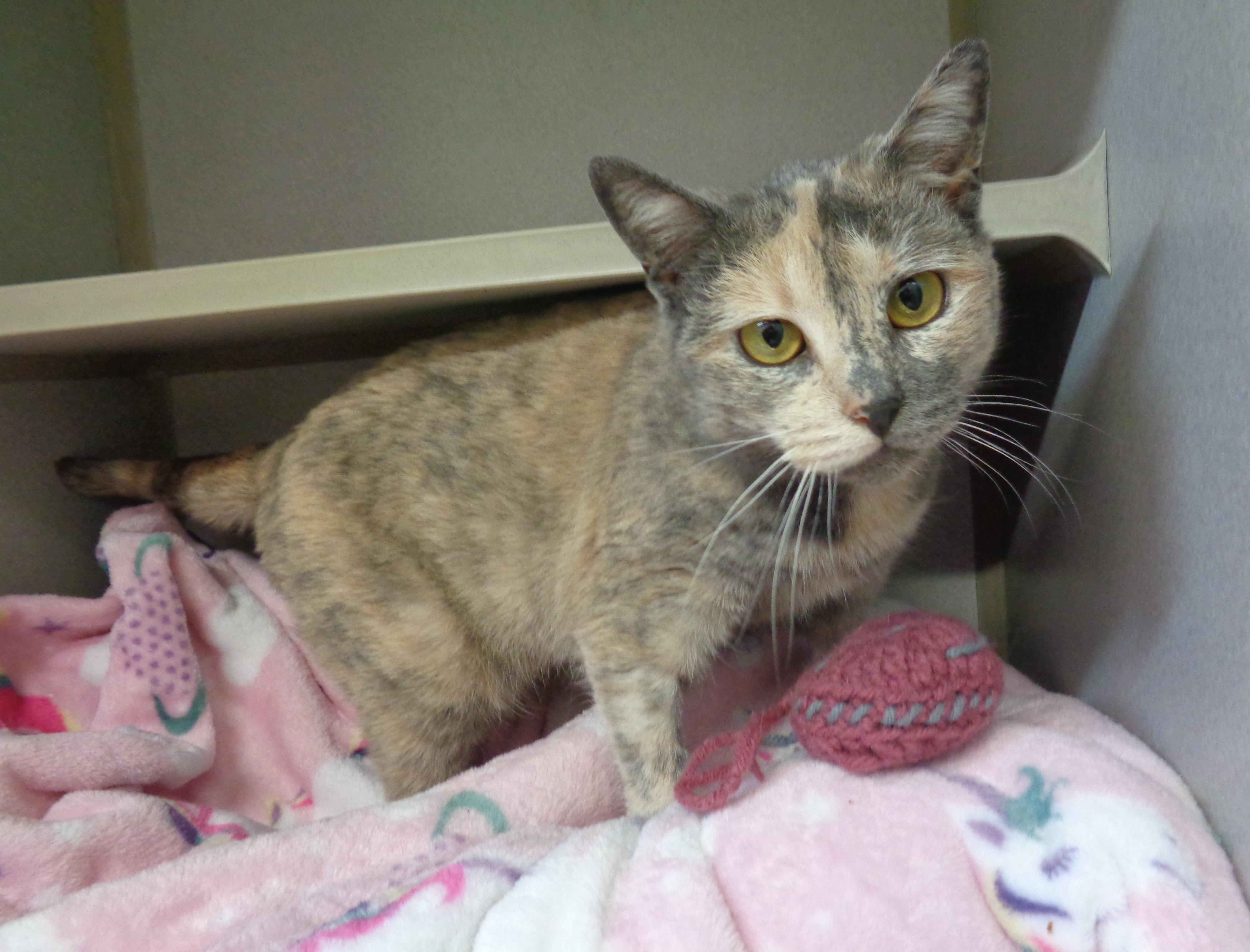 RAINBOW SPRINKLES, an adoptable Dilute Tortoiseshell in Delhi, NY image 2/6