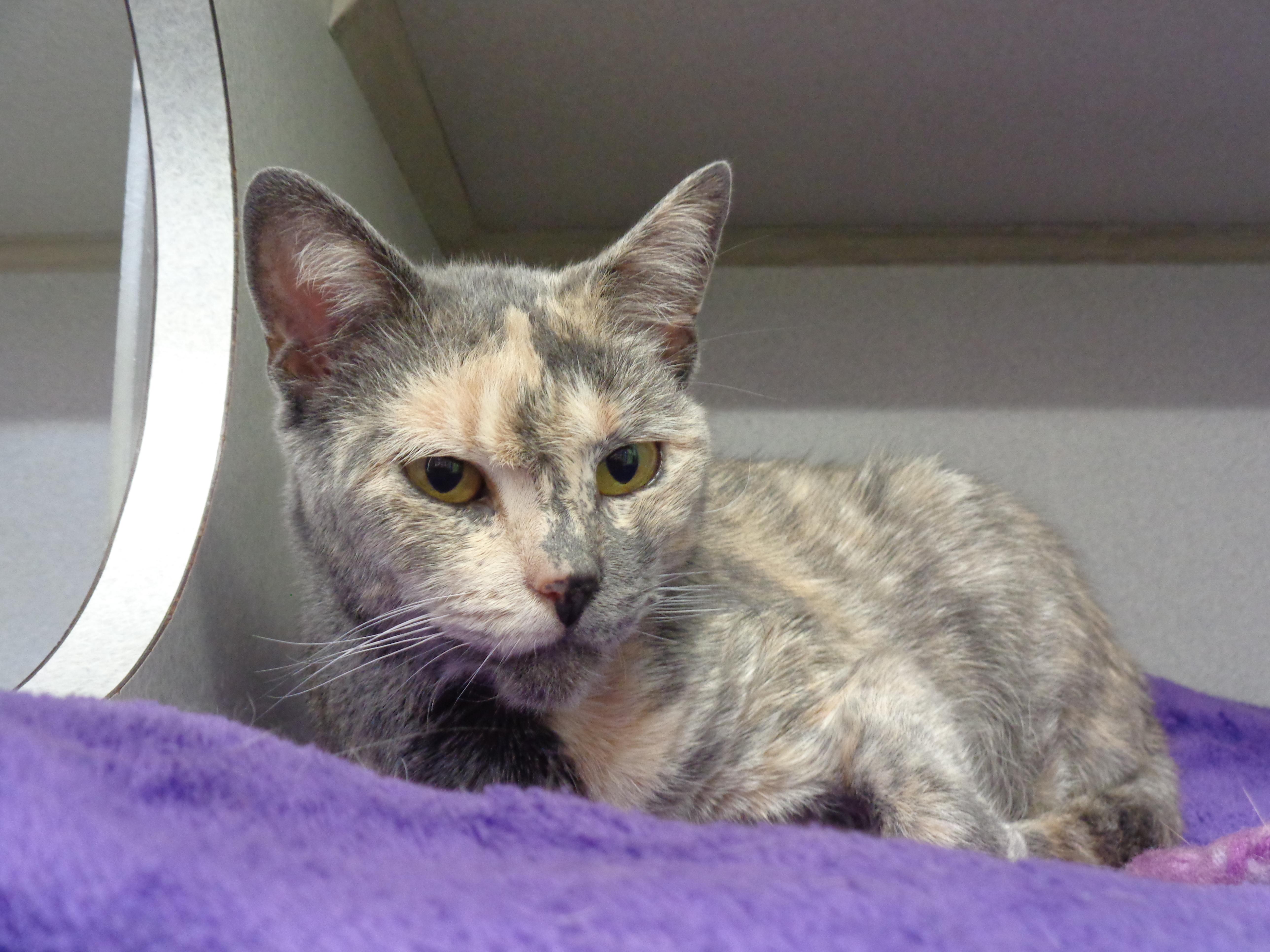 RAINBOW SPRINKLES, an adoptable Dilute Tortoiseshell in Delhi, NY image 6/6