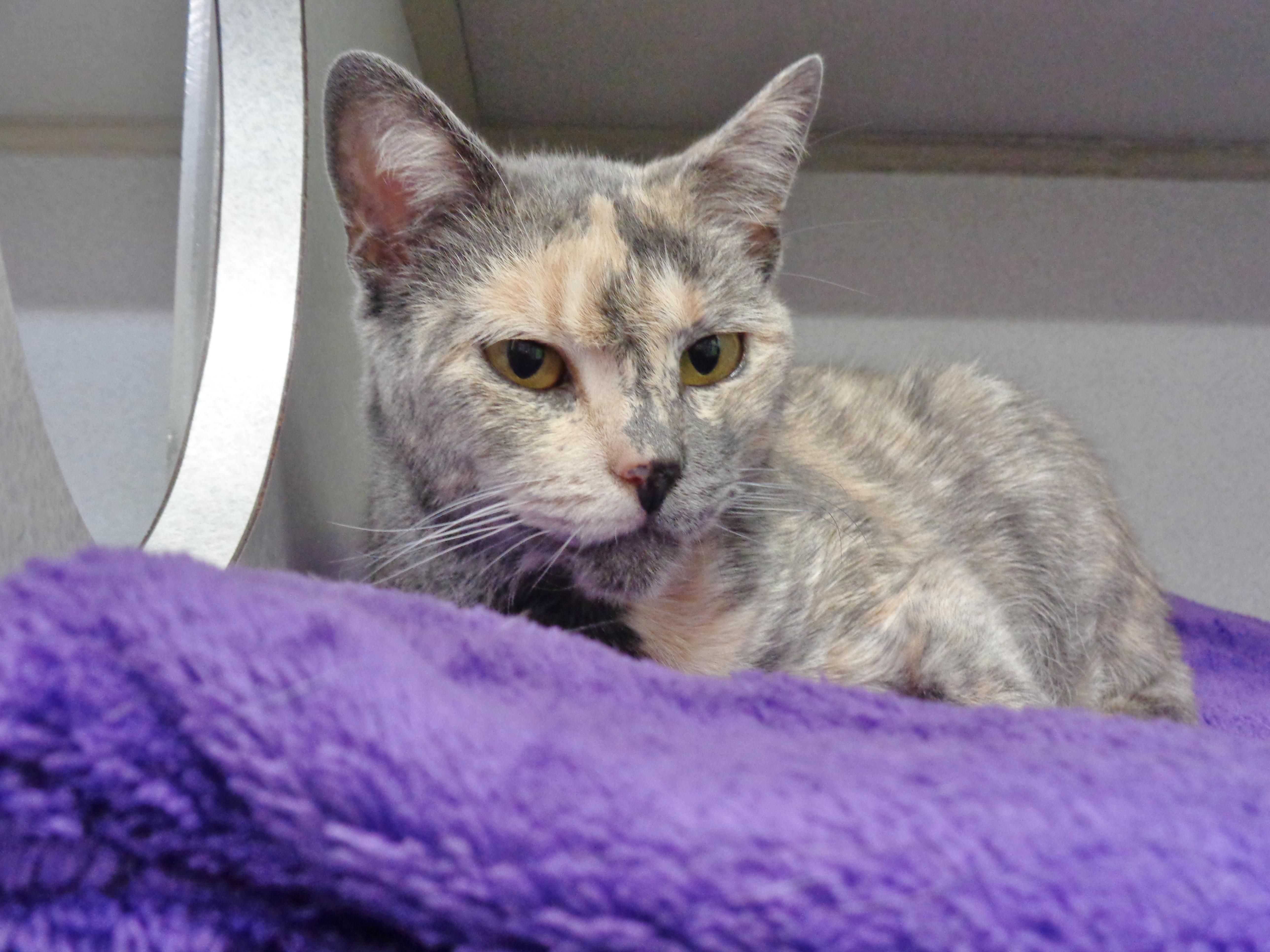 RAINBOW SPRINKLES, an adoptable Dilute Tortoiseshell in Delhi, NY image 1/6
