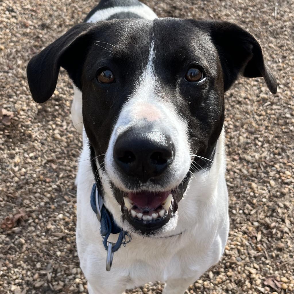 Simon, Adoptable, Senior Male Cattle Dog & Mixed Breed.