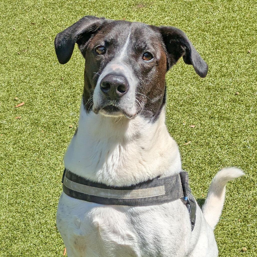 Enlarge Simon, a Adoptable mixed breed in Charlottesville, VA image 2/5