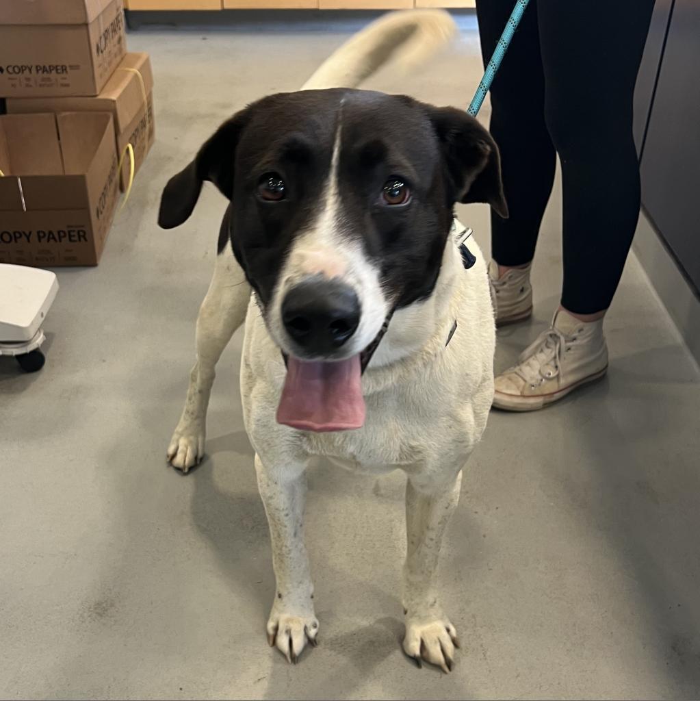 Enlarge Simon, a Adoptable mixed breed in Charlottesville, VA image 3/5