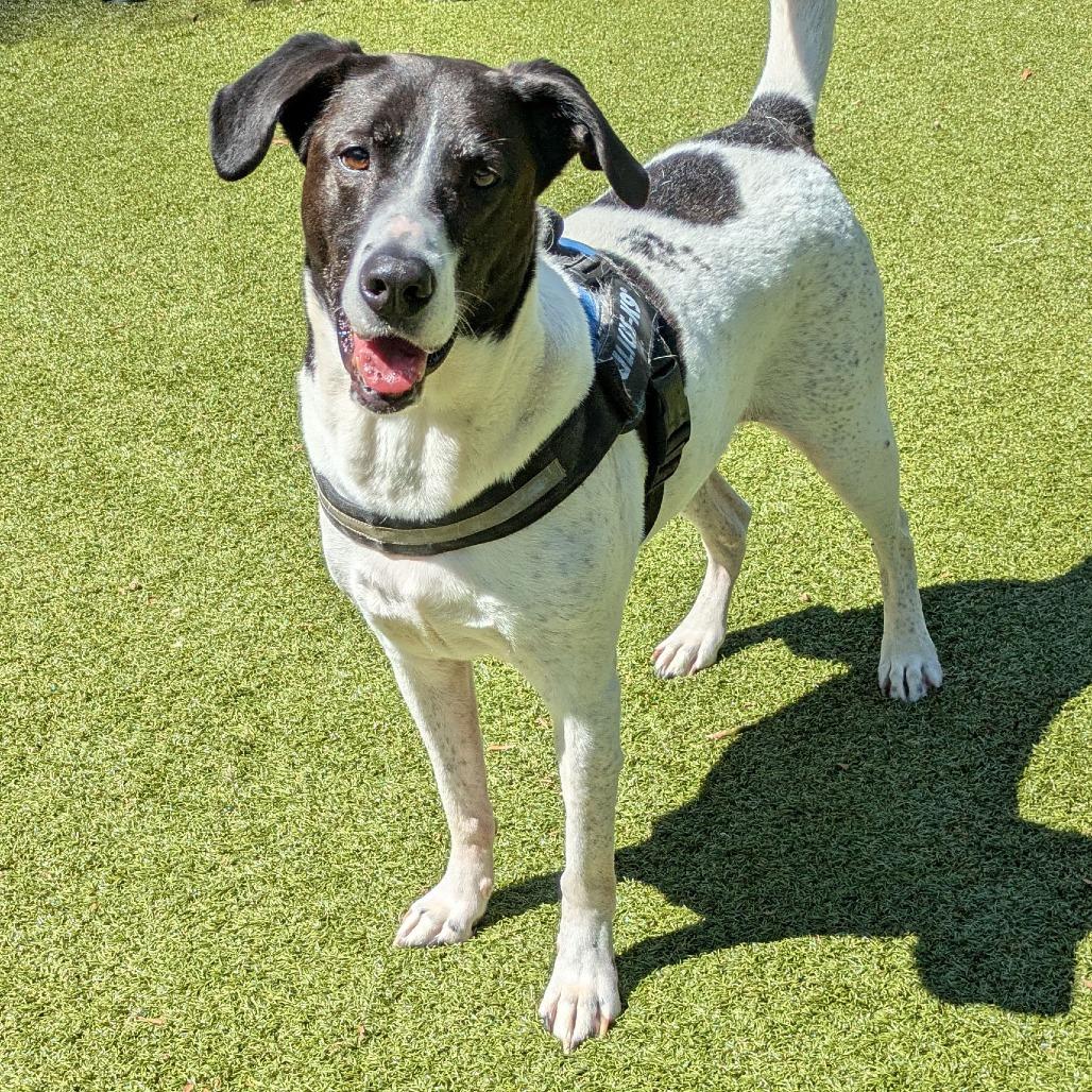 Enlarge Simon, a Adoptable mixed breed in Charlottesville, VA image 4/5