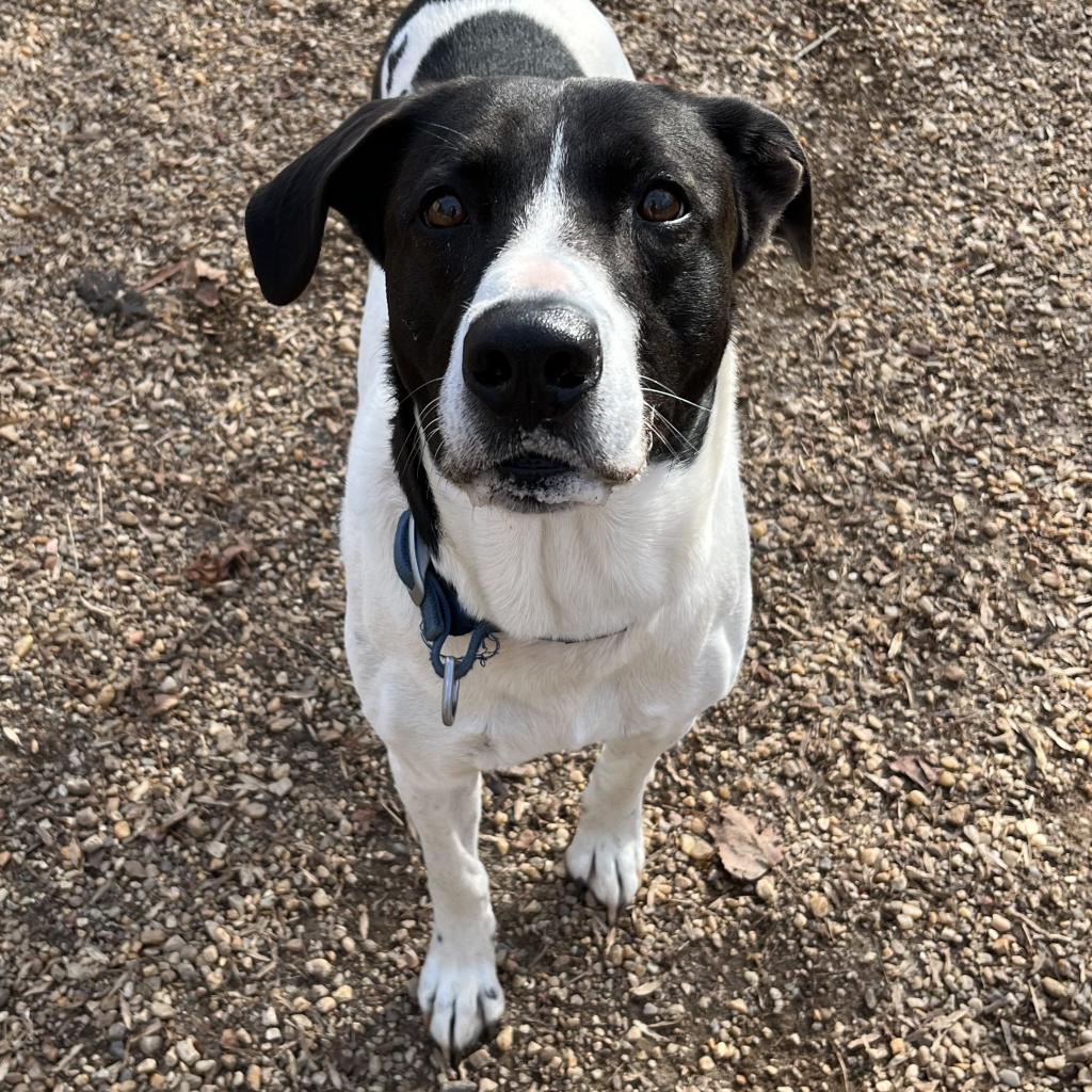 Enlarge Simon, a Adoptable mixed breed in Charlottesville, VA image 5/5