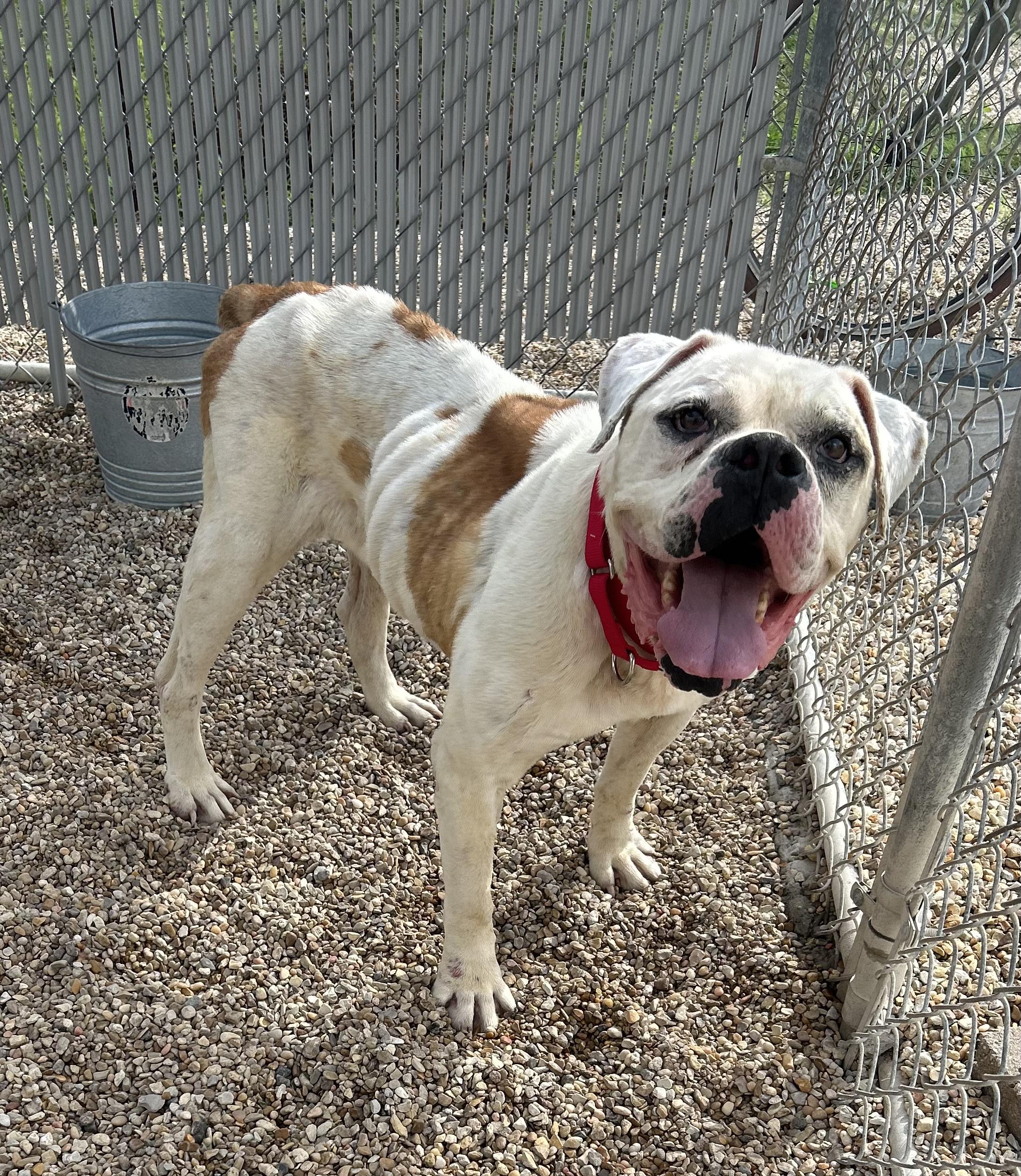 Jubilee, Adult Female Mixed Breed