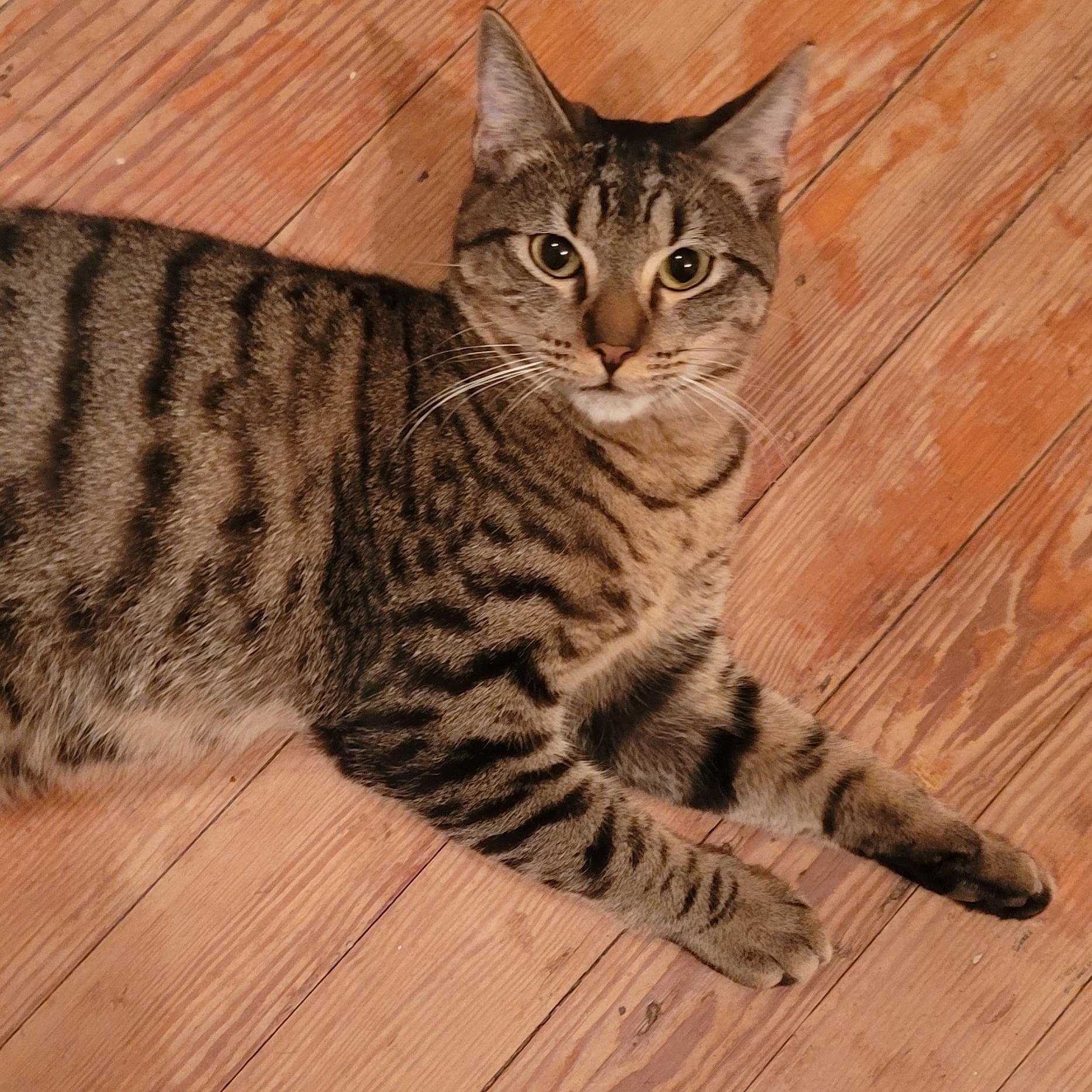 Enlarge Marty  * Loves Kids and Cuddles*, an adoptable Domestic Short Hair in Savannah, GA image 4/5