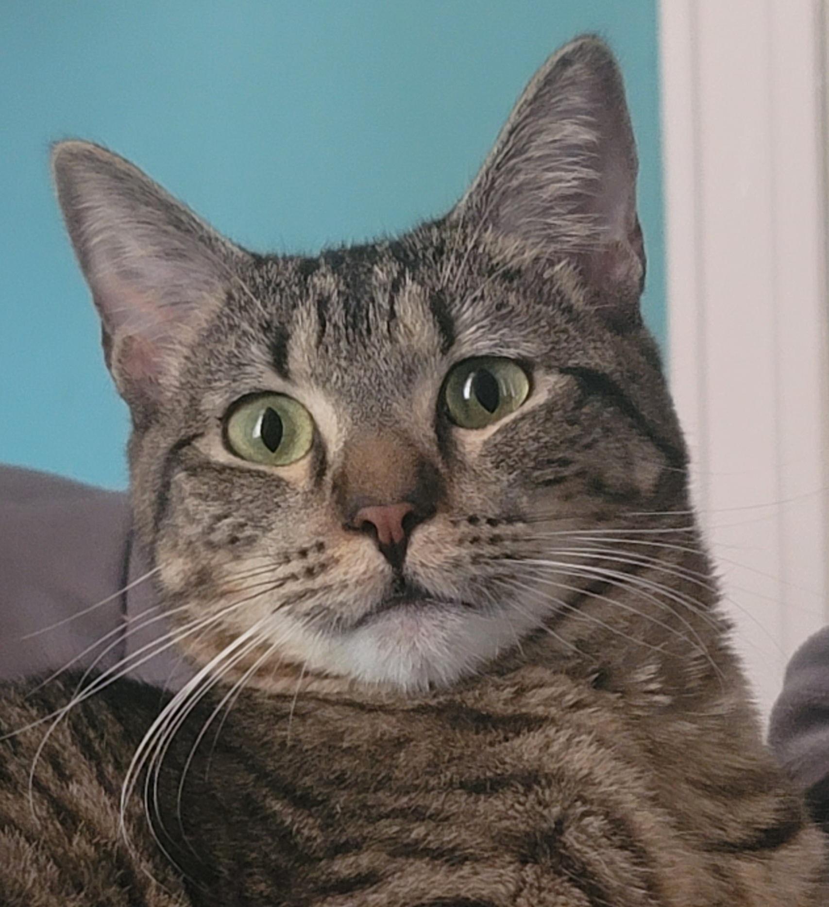 Marty  * Loves Kids and Cuddles*, adoptable, Adult Male Domestic Short Hair.