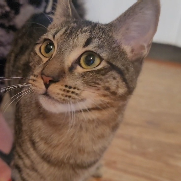 Cat for adoption Tiger * Loves Kids and Cuddles*, a Domestic Short