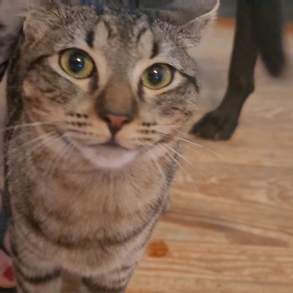 Cat for adoption Tiger * Loves Kids and Cuddles*, a Domestic Short