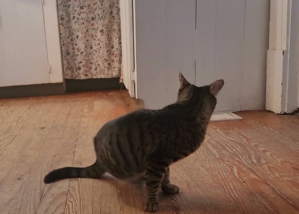 Enlarge Marty  * Loves Kids and Cuddles*, an adoptable Domestic Short Hair in Savannah, GA video 5/5