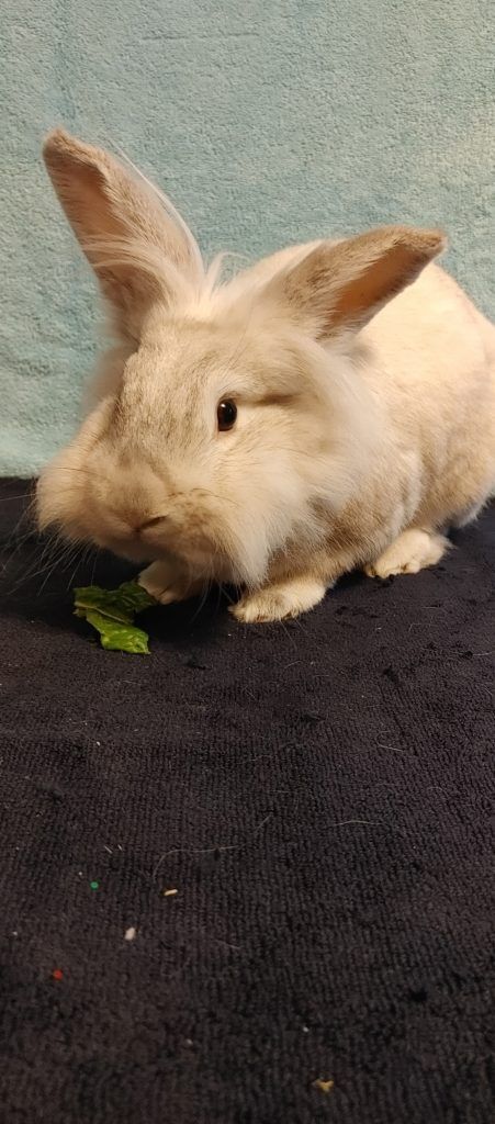 Enlarge Frosty (South Surrey), a Adoptable mixed breed in Vancouver, BC image 1/6