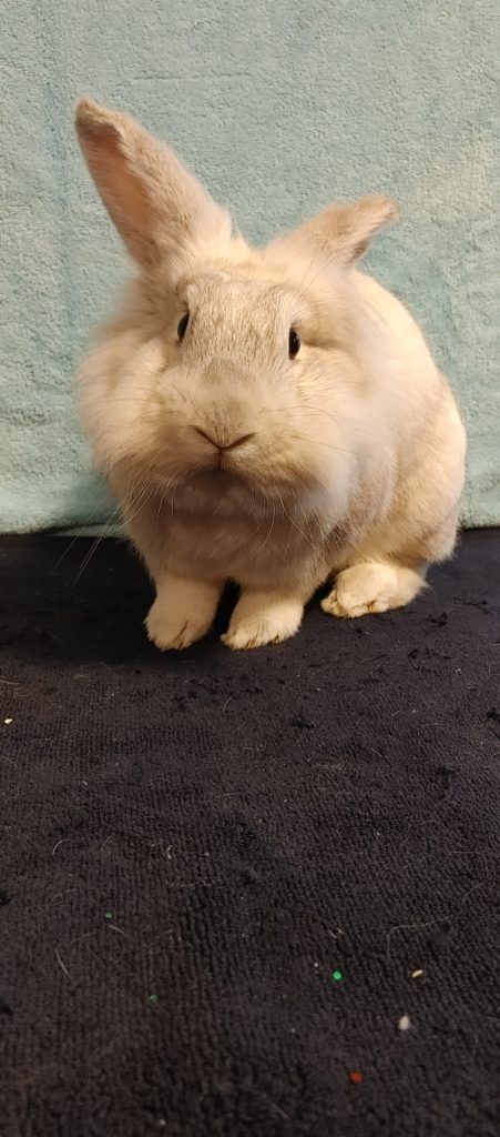 Enlarge Frosty (South Surrey), a Adoptable mixed breed in Vancouver, BC image 2/6