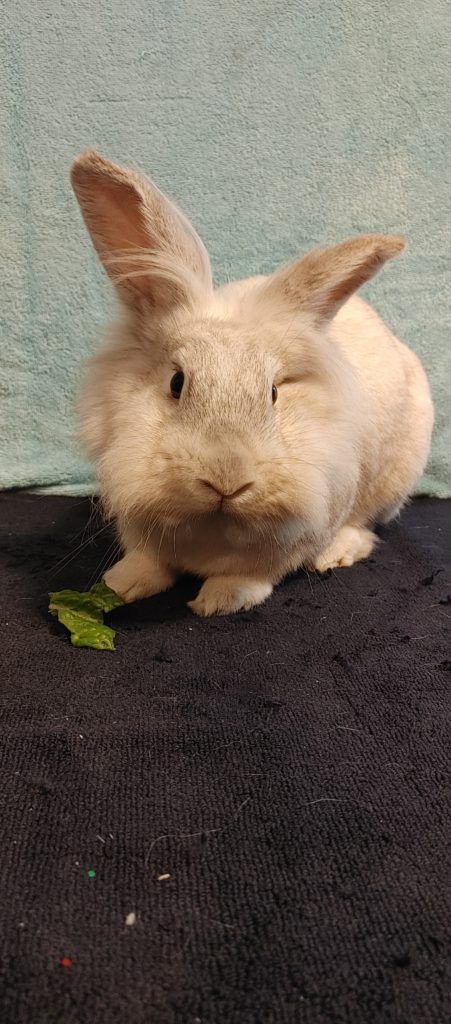 Enlarge Frosty (South Surrey), a Adoptable mixed breed in Vancouver, BC image 3/6